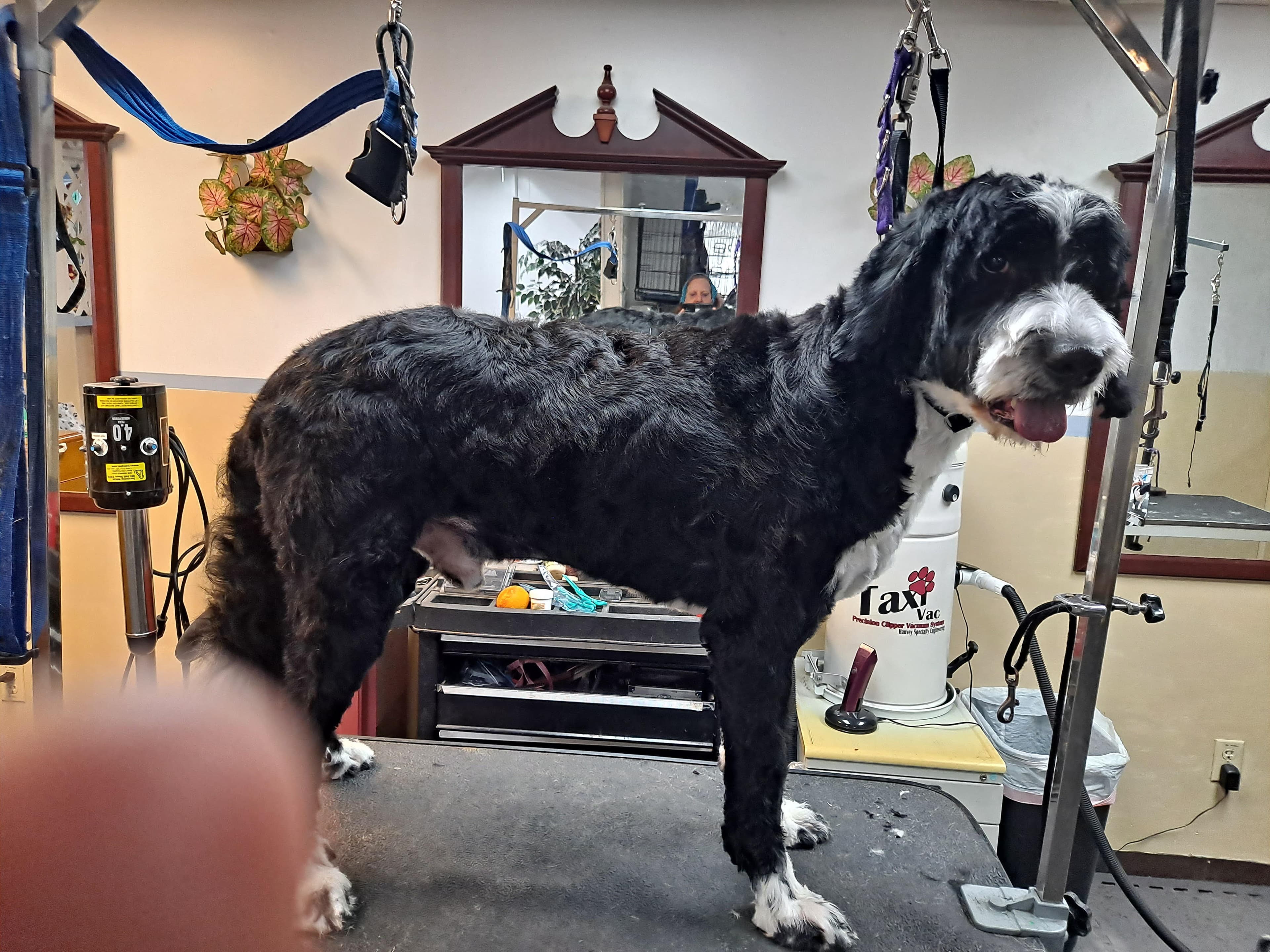 The Platinum Pooch - Pet groomer in Verona, PA