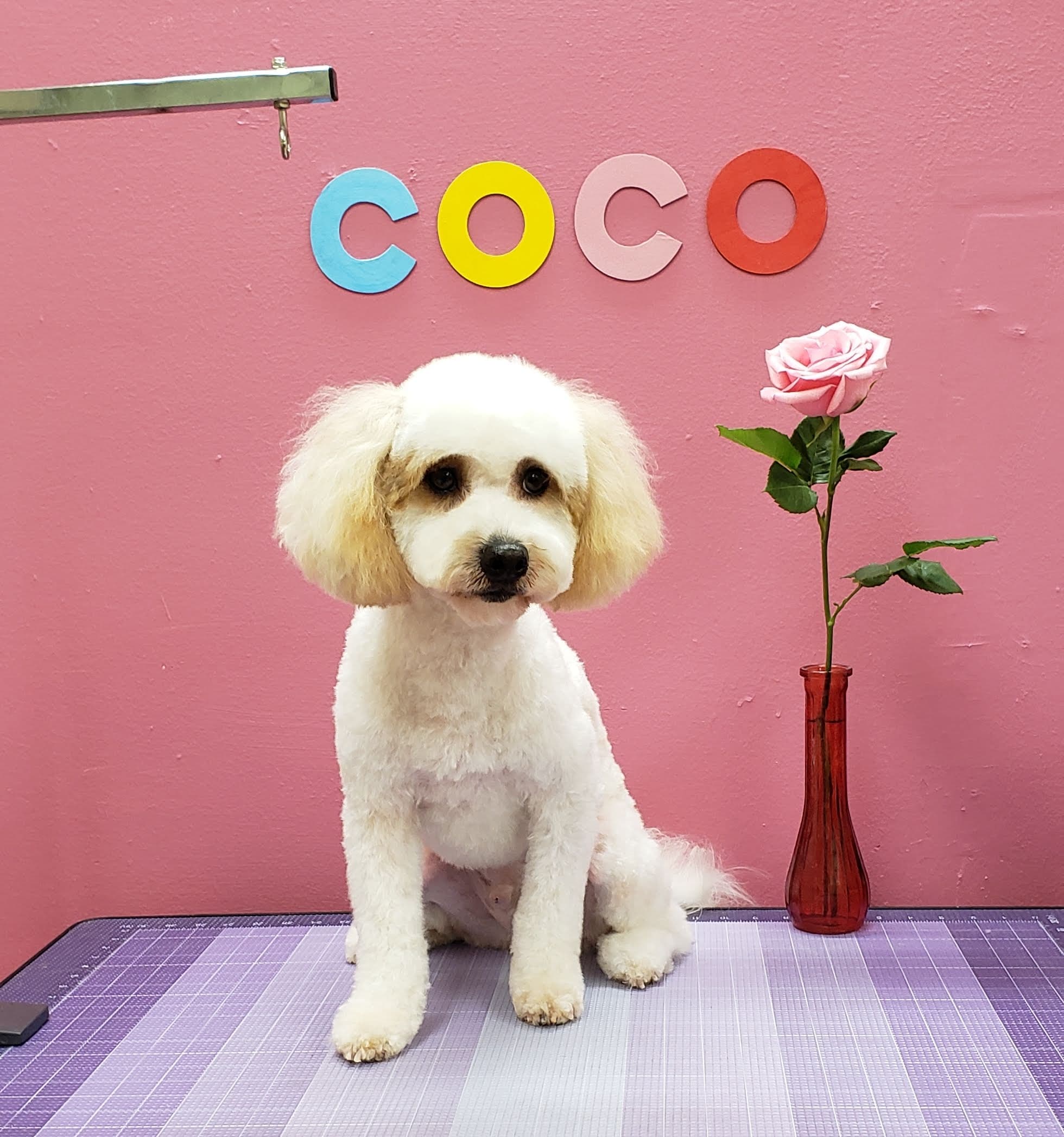 ì½ì½ì ê²¬ë¯¸ì© cocogrooming - Pet groomer in Los Angeles, CA