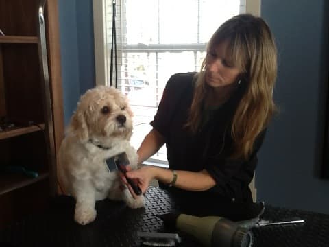 The Pet Spaw - Pet groomer in Indianapolis, IN