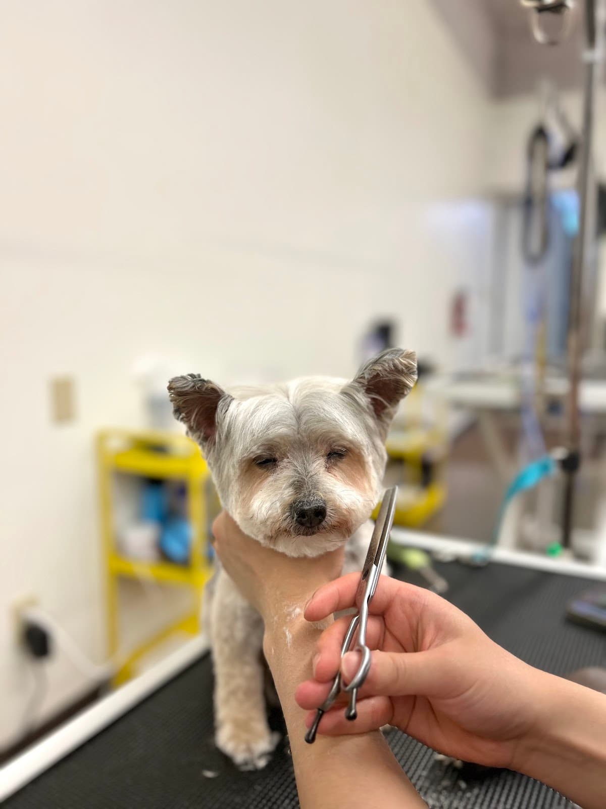 Happy Doggy - Pet groomer in Seattle, WA