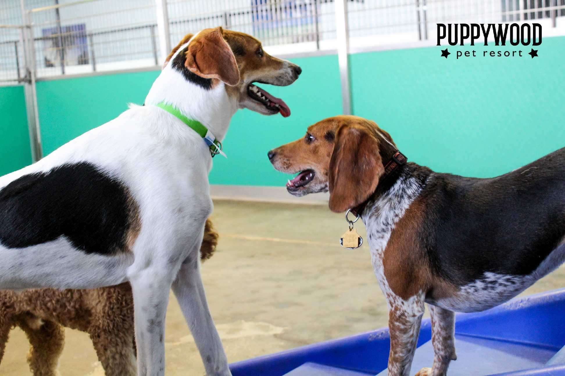 Puppywood - Anderson - Pet groomer in Cincinnati, OH
