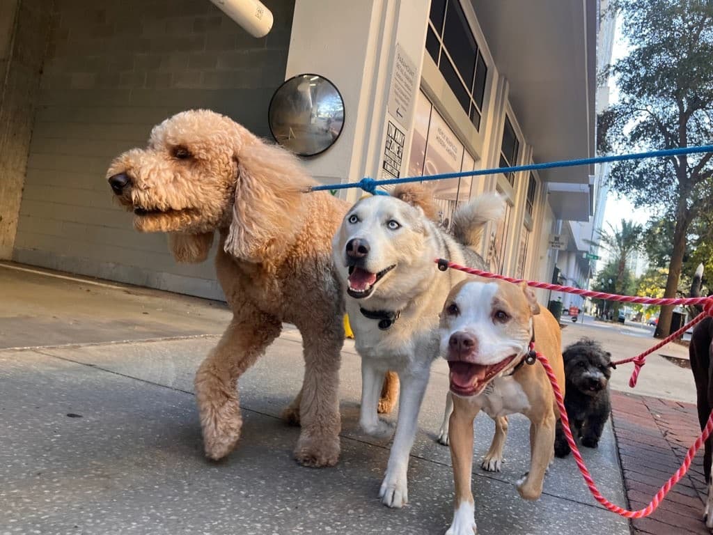 Eola Pets - Pet groomer in Orlando, FL