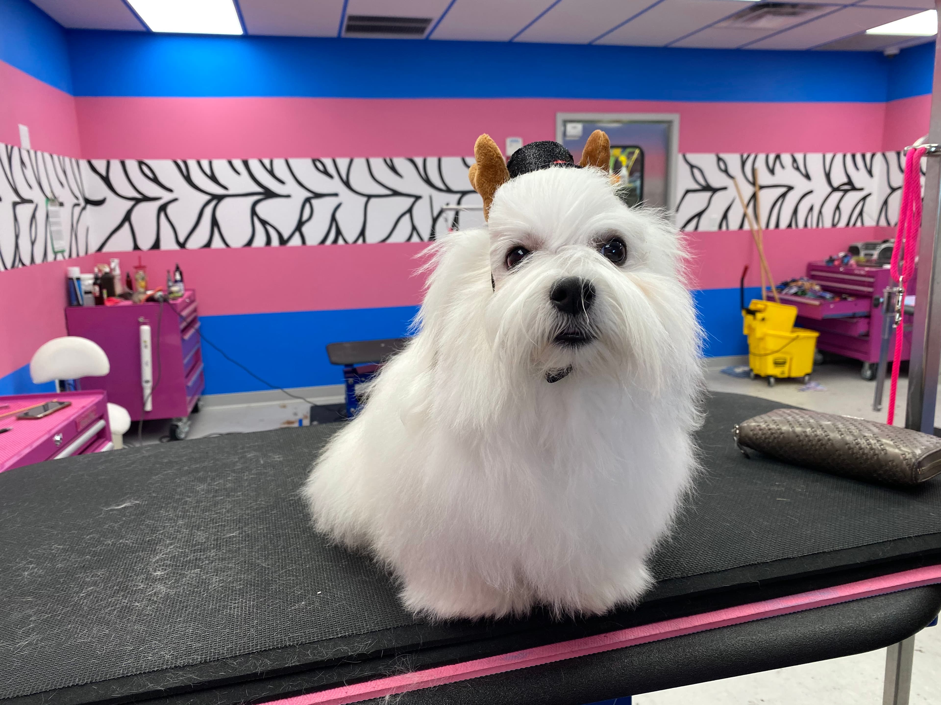 Designer Paws Salon - Pet groomer in Westerville, OH