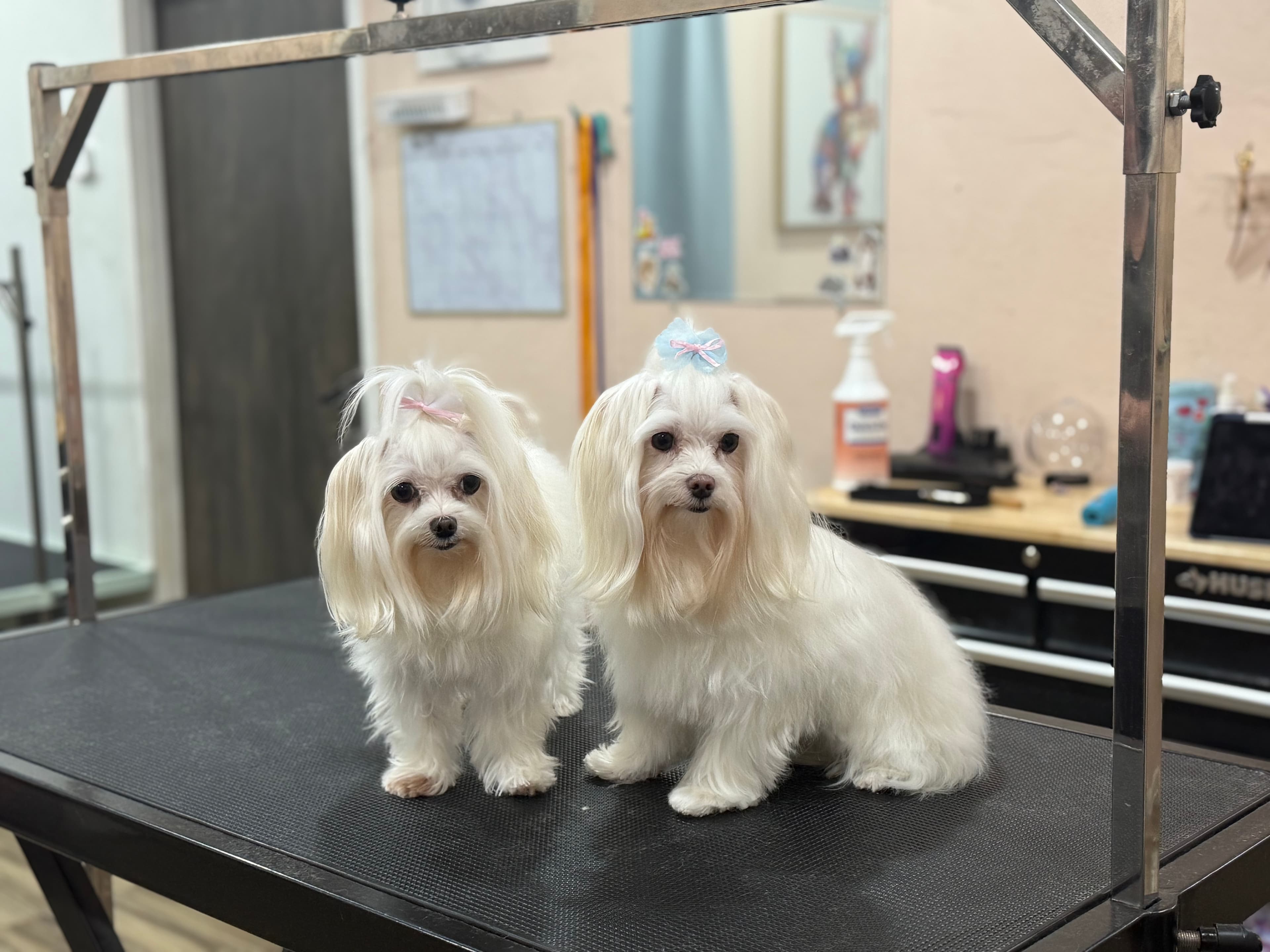 Island Dog Pet Grooming Co. - Pet groomer in Tampa, FL