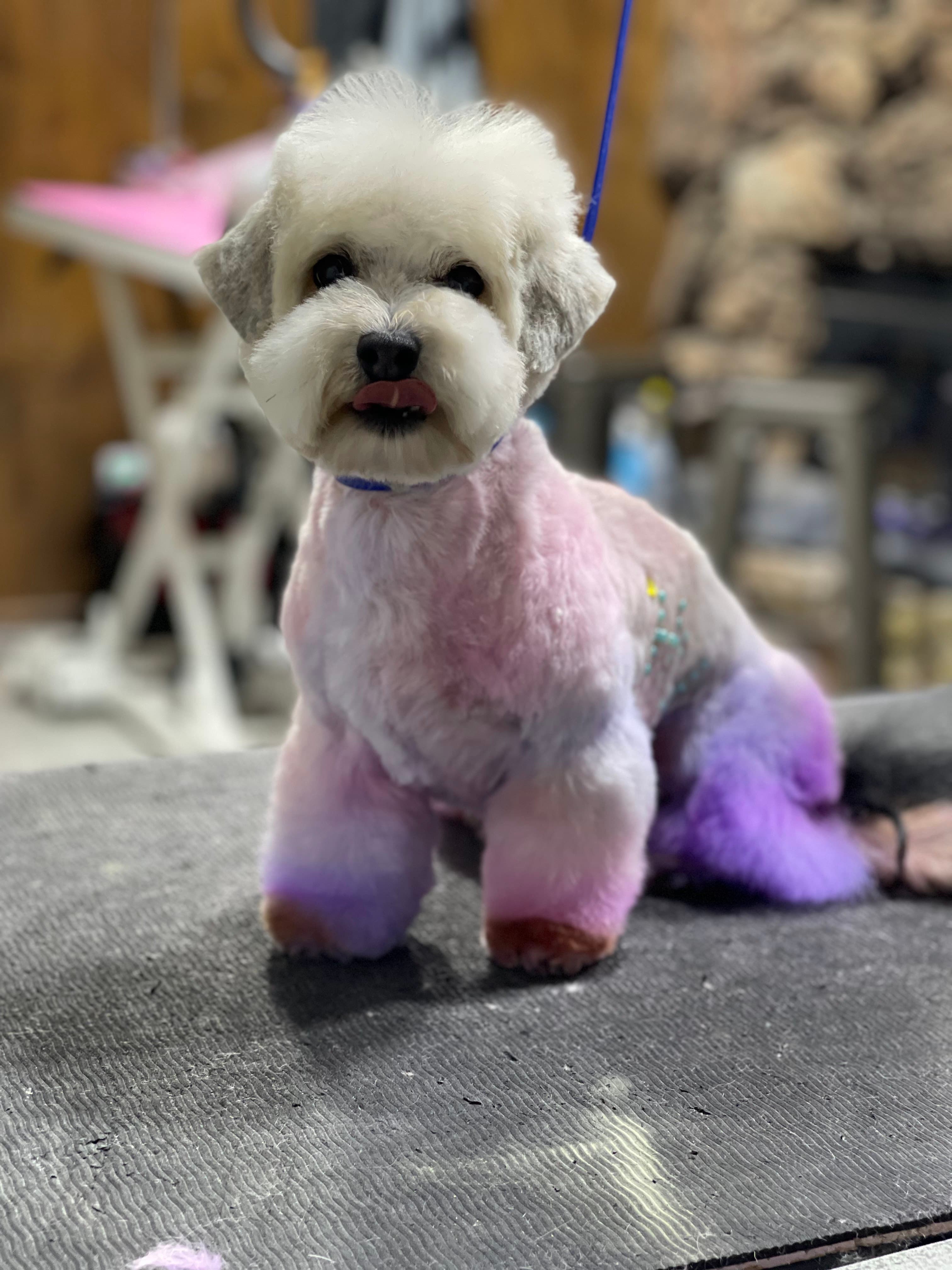 The Pet Spa At Laguna - Pet groomer in Elk Grove, CA