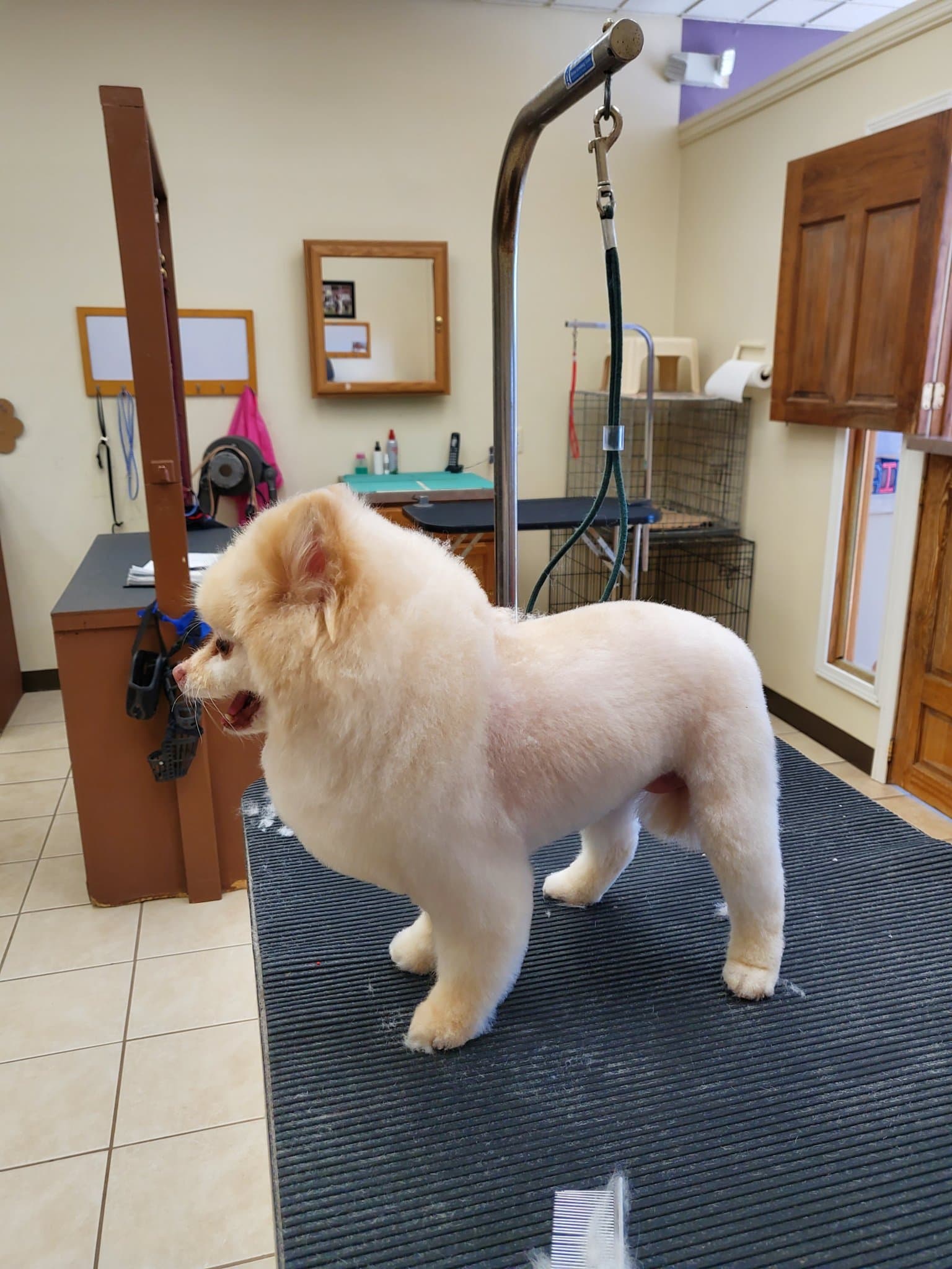 Furs-A-Flyin - Pet groomer in Livonia, MI