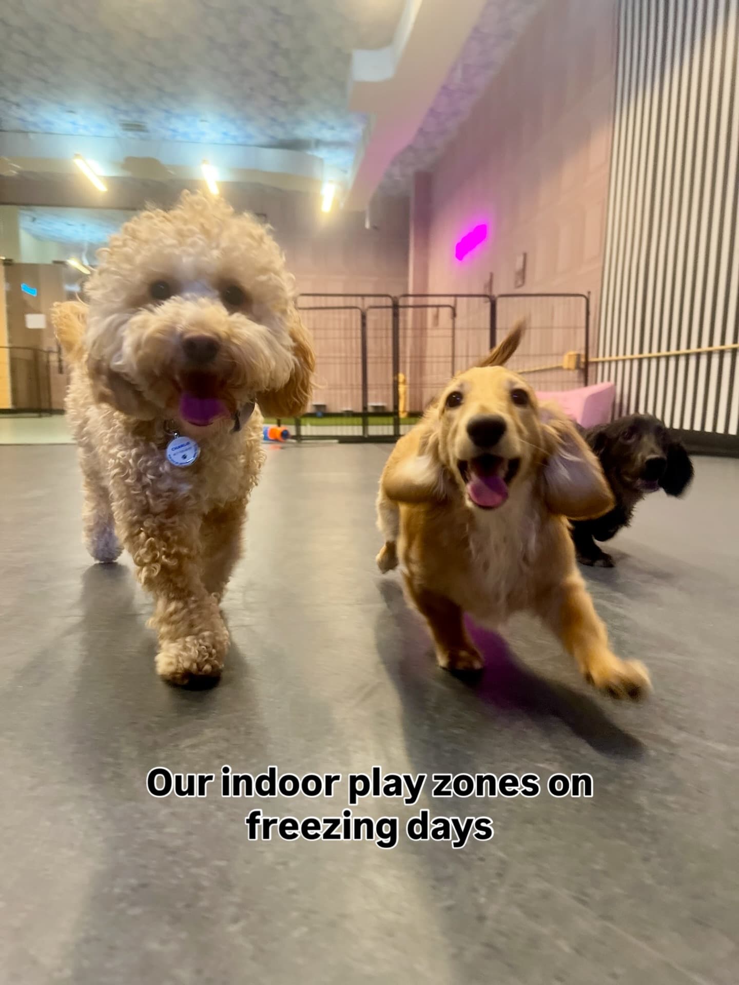 Happy Tails Pup Experience - Pet groomer in Manhattan, NY
