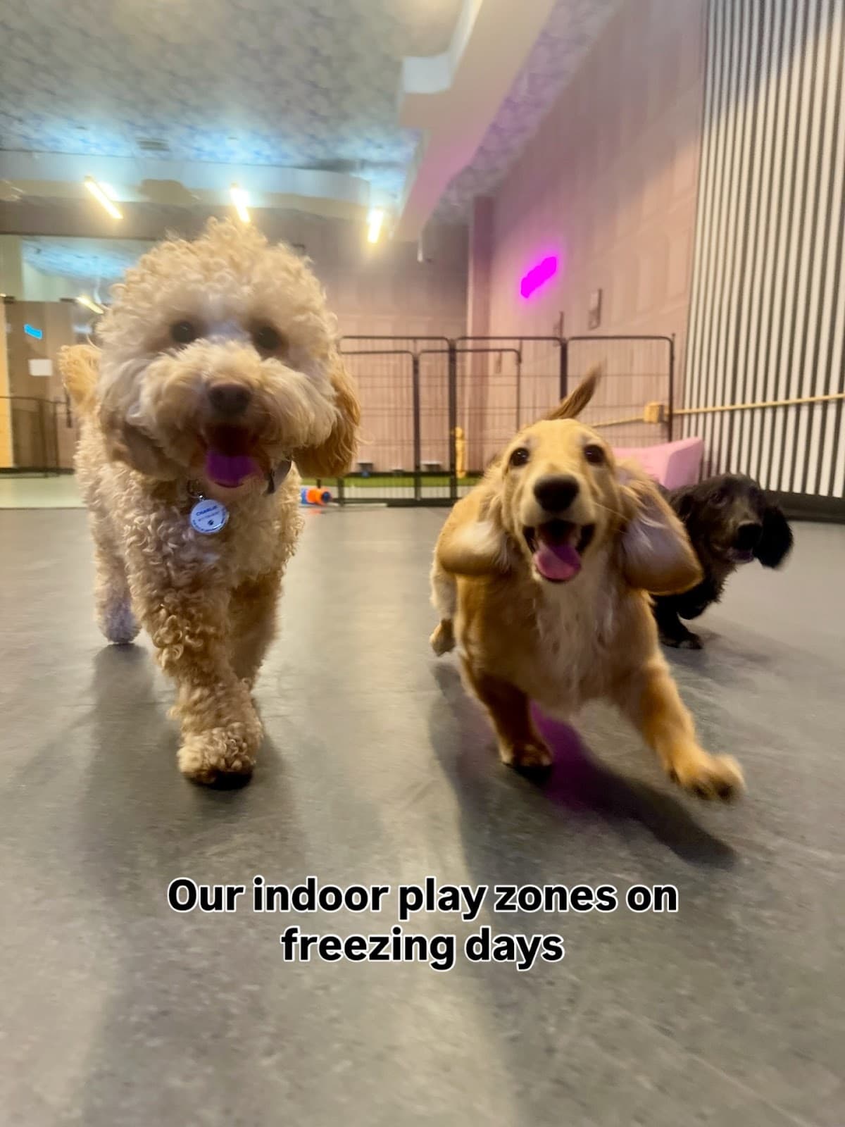 Happy Tails Pup Experience - Pet groomer in Manhattan, NY