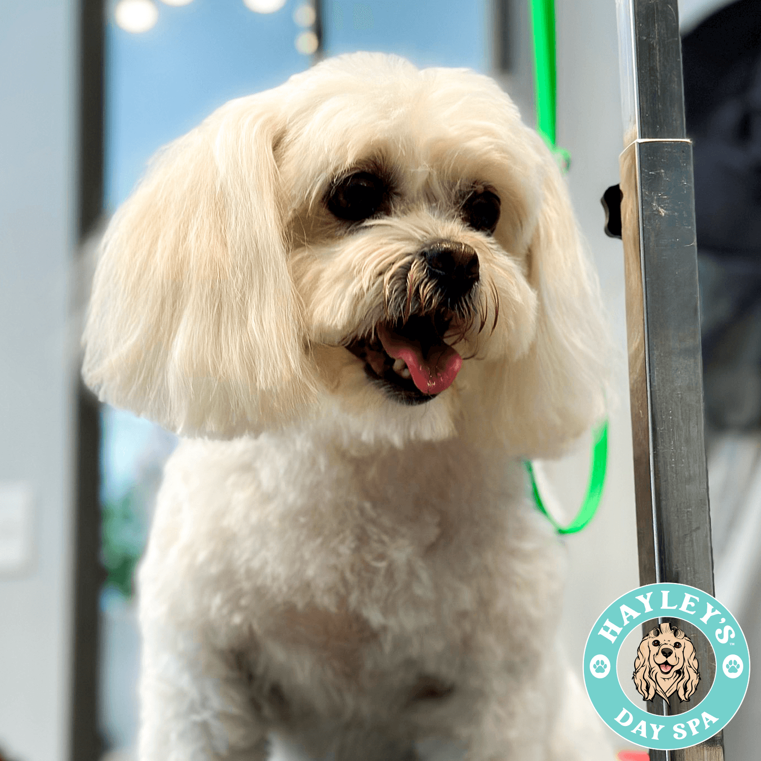 Hayley's Day Spa - Pet groomer in Forest Hills, NY