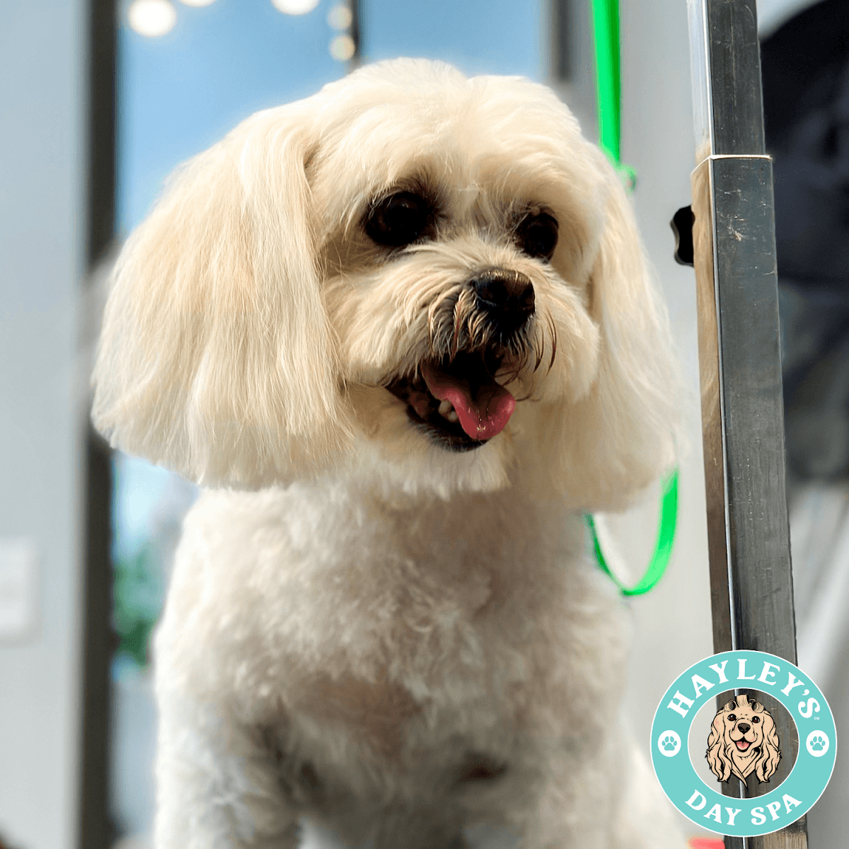 Hayley's Day Spa - Pet groomer in Forest Hills, NY