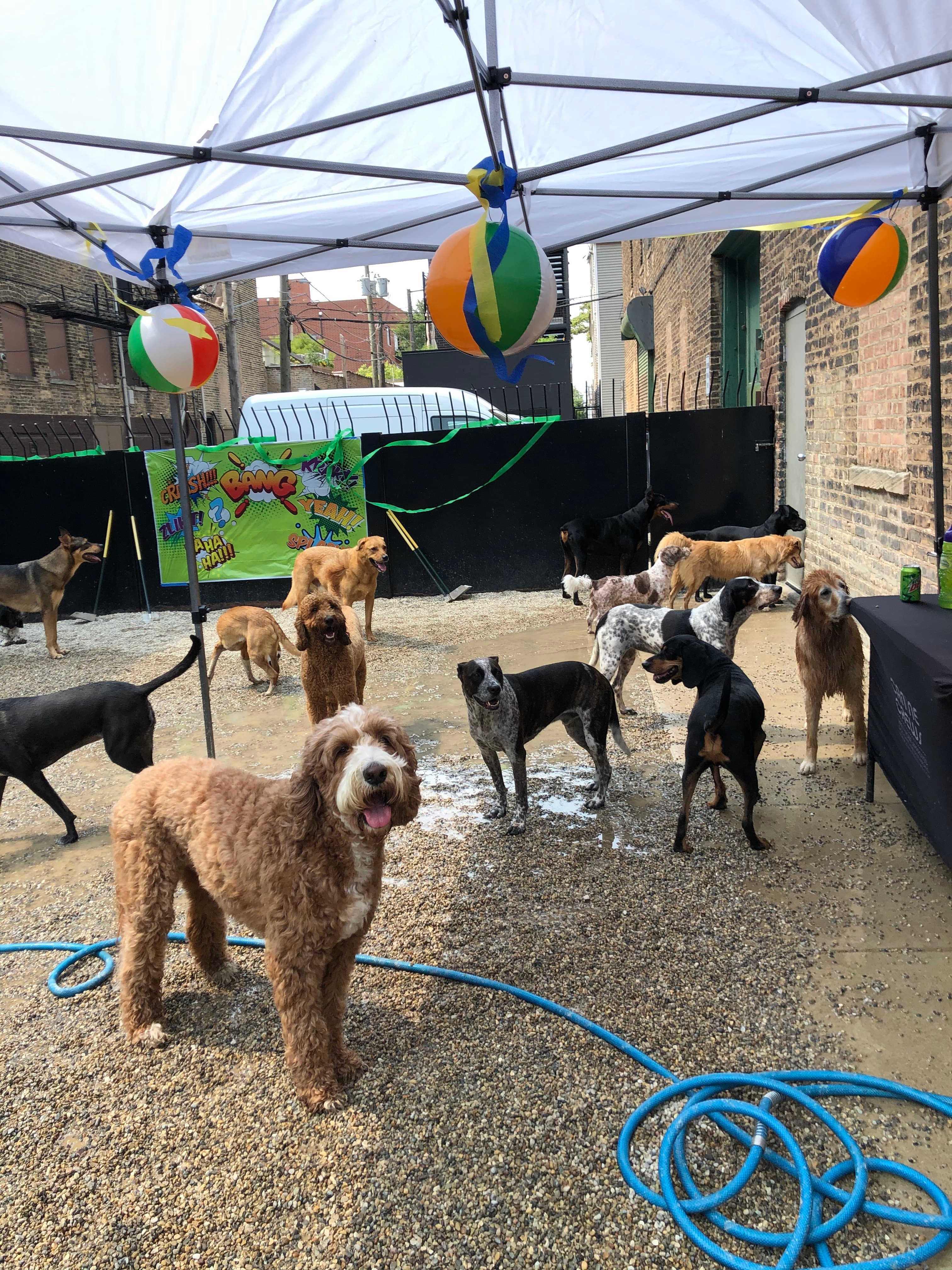 Canine Crews - Pet groomer in Chicago, IL