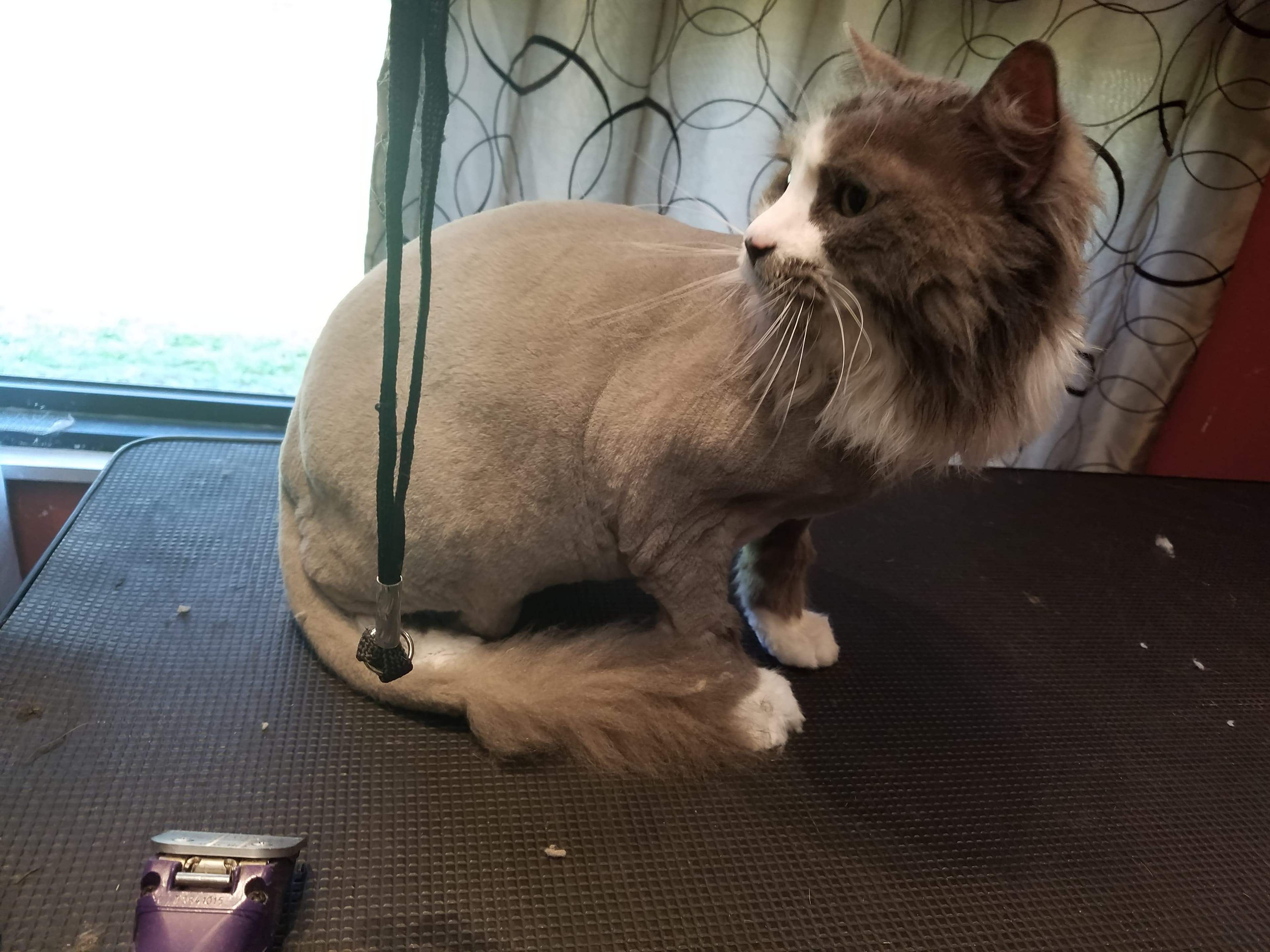 Esme Cat Groomer - Pet groomer in Tampa, FL