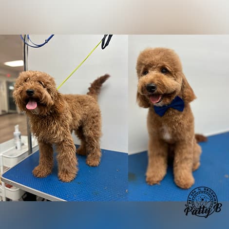 Pet Spa Grooming Patty B - Pet groomer in Gainesville, FL