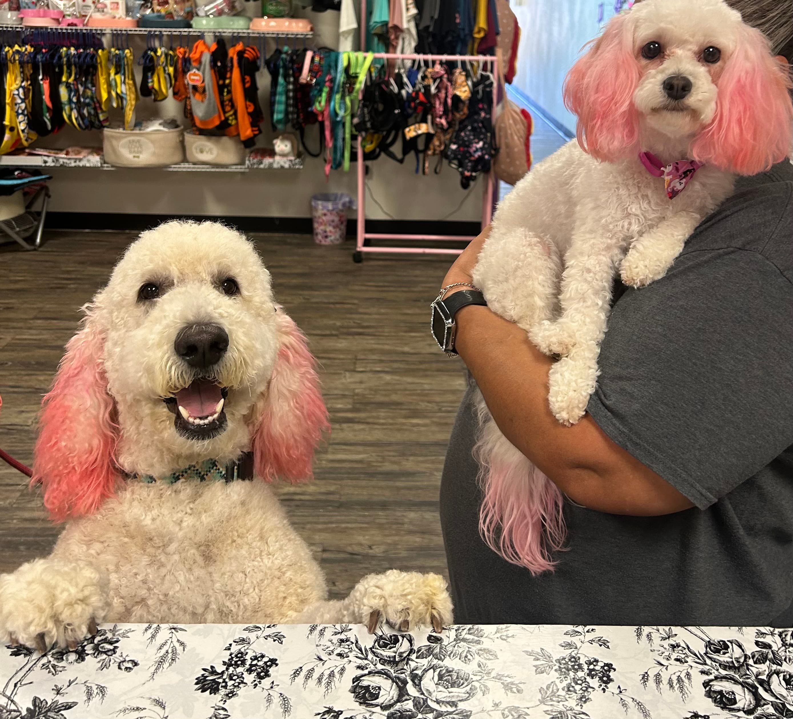 Coketa's Dog Grooming Salon - Pet groomer in Dallas, TX
