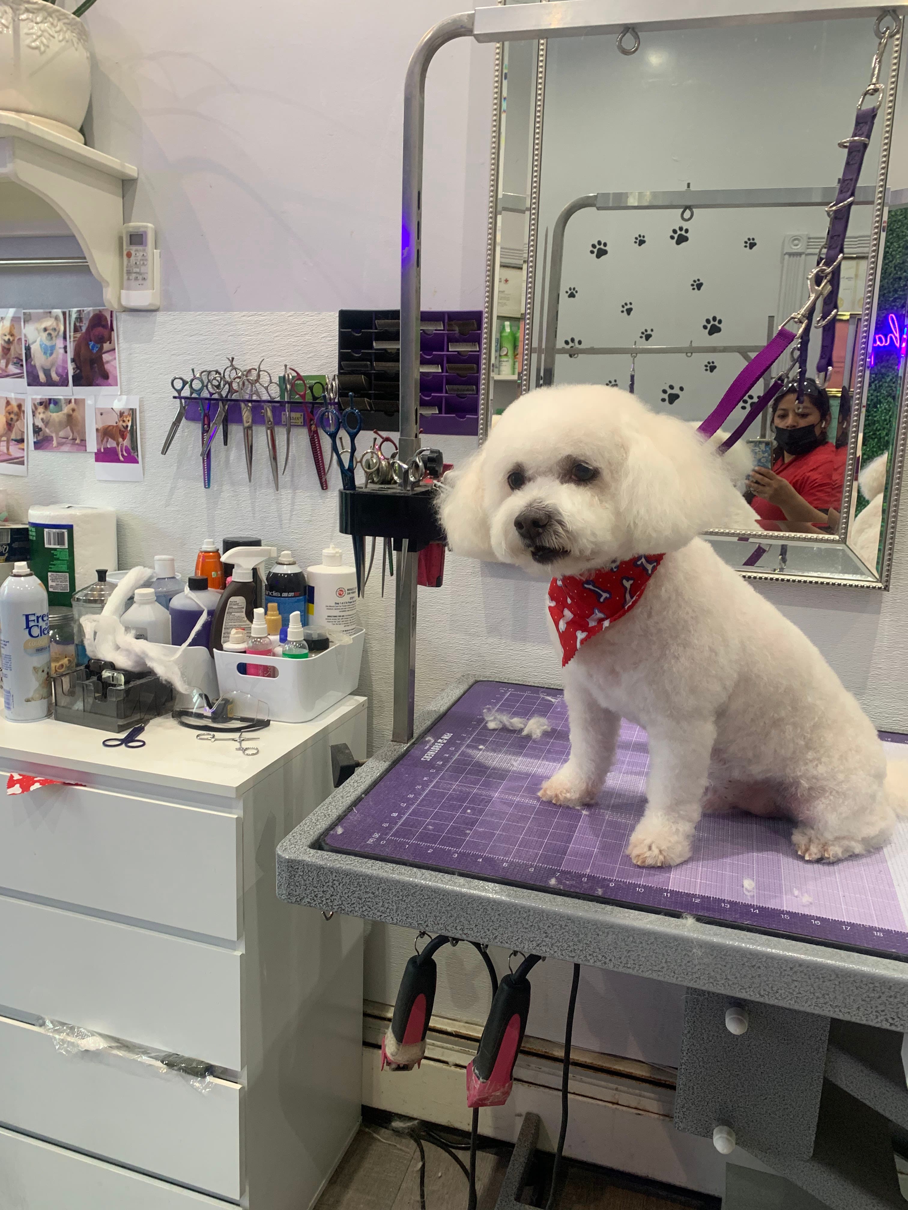 Happy Paw Studio. Dog Grooming - Pet groomer in East Elmhurst, NY