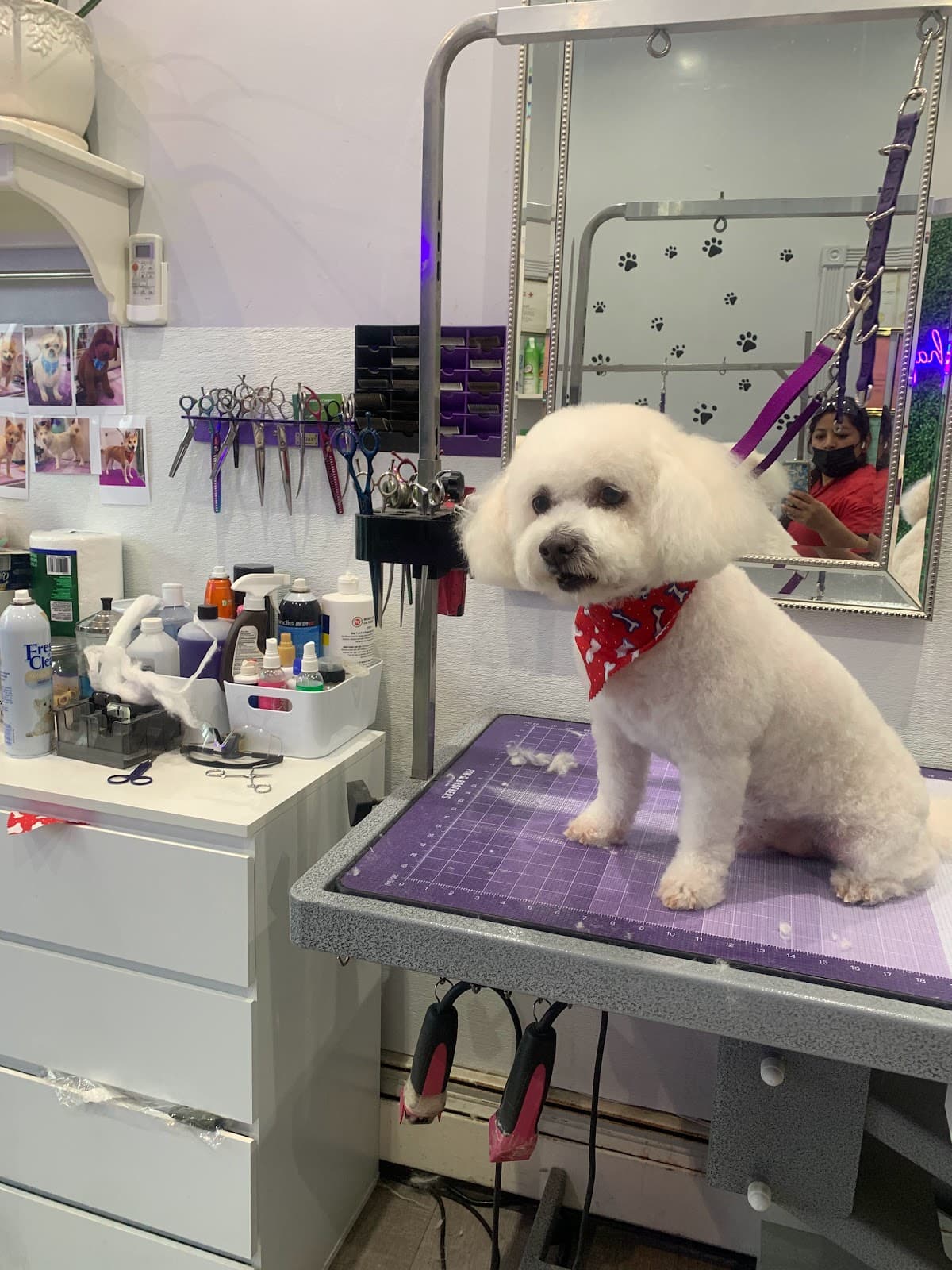 Happy Paw Studio. Dog Grooming - Pet groomer in East Elmhurst, NY