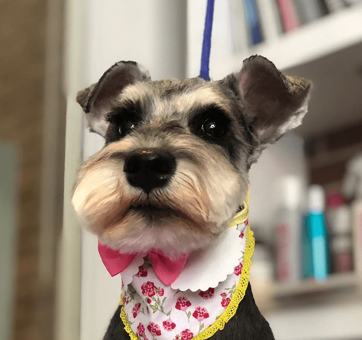 Wag Club Dogodog Grooming - Pet groomer in Brooklyn Heights, NY
