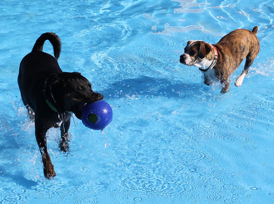 Woof Resorts - Pet groomer in Denver, CO