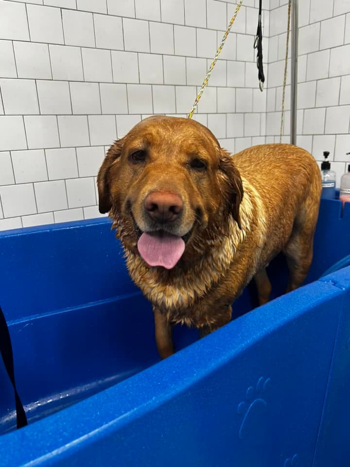 Hounds Town - Orlando Universal - Pet groomer in Orlando, FL