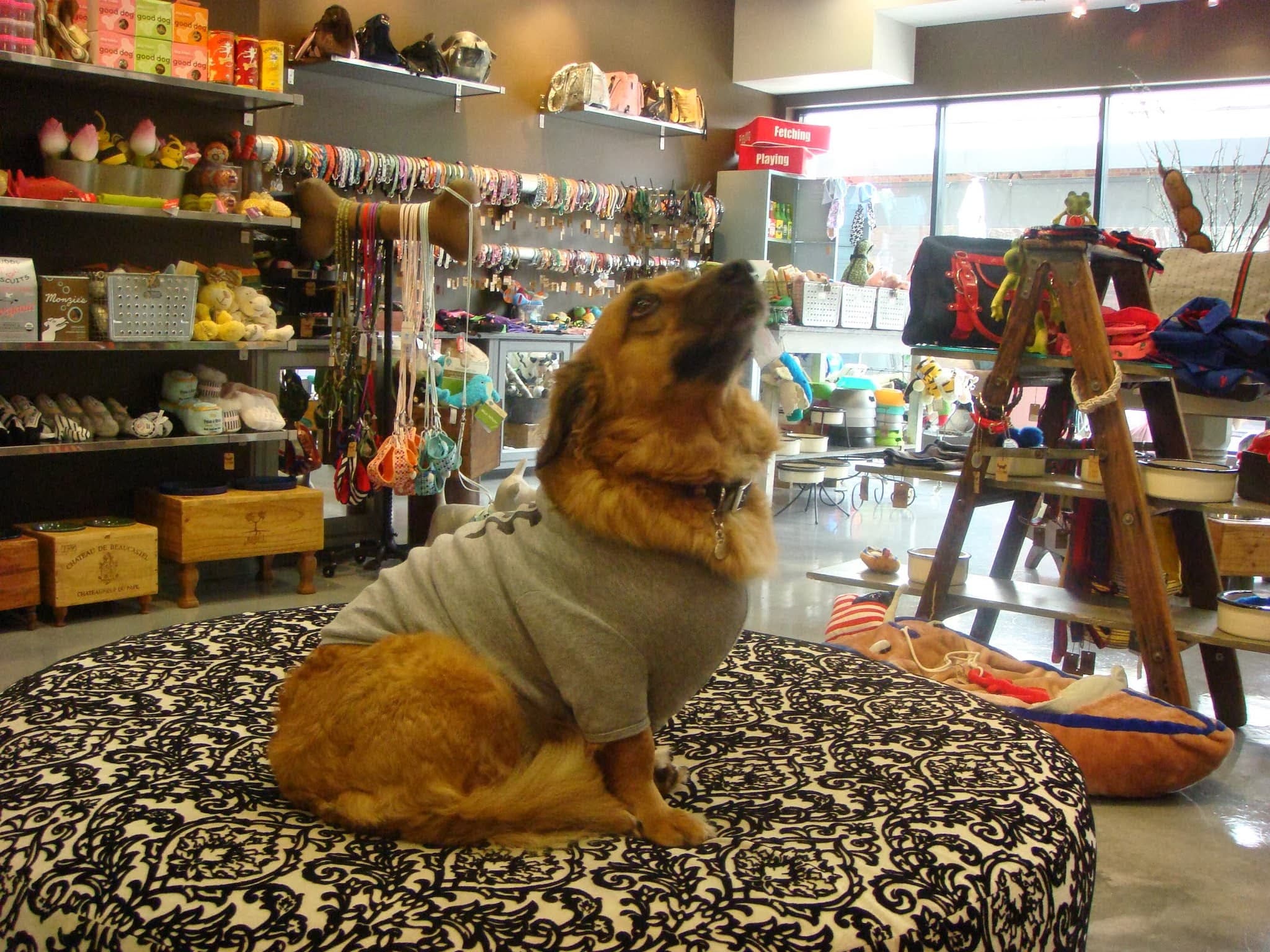 Downtown Dogs - Pet groomer in Tampa, FL