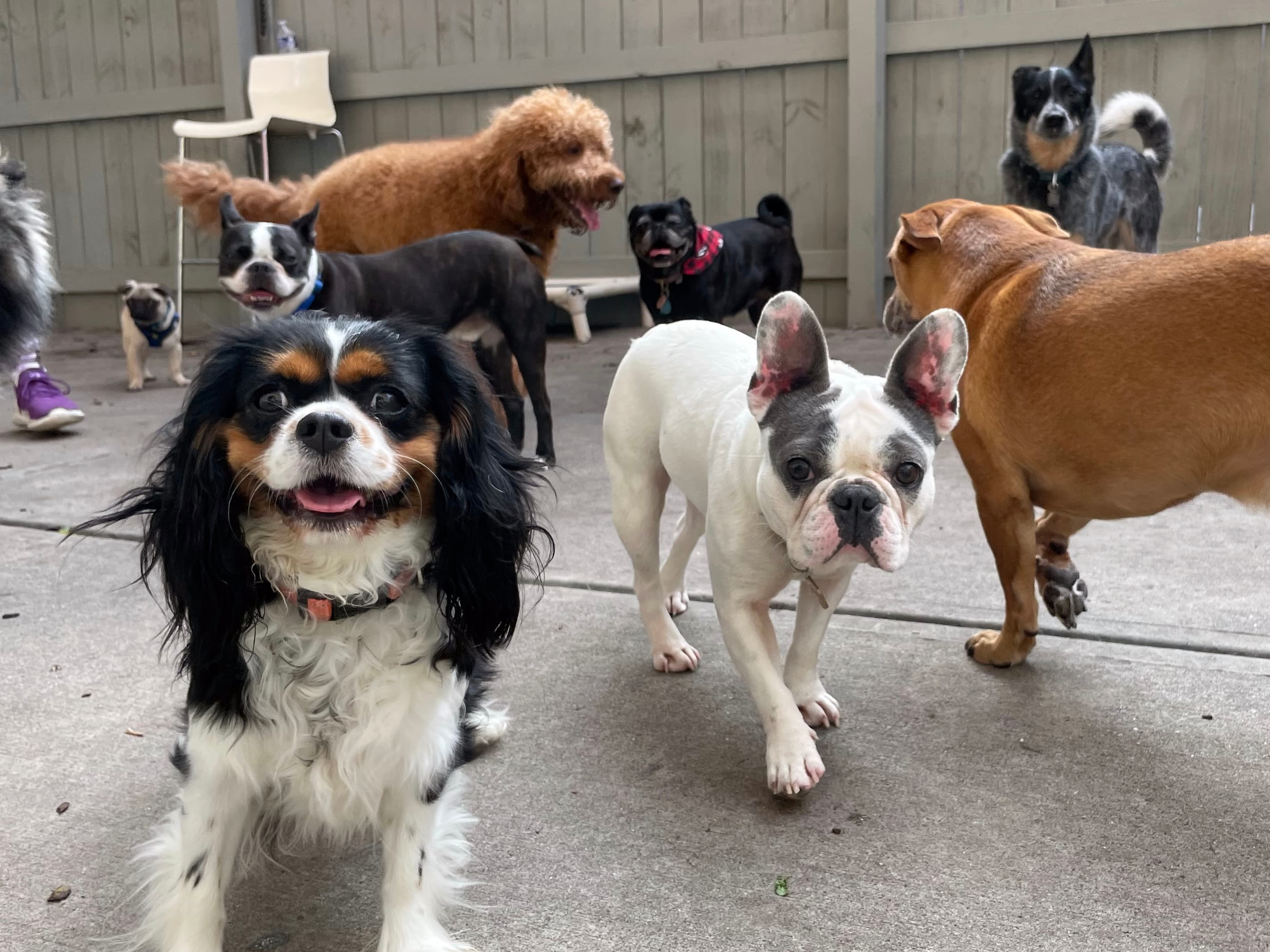 Bark ATL - Pet groomer in Atlanta, GA