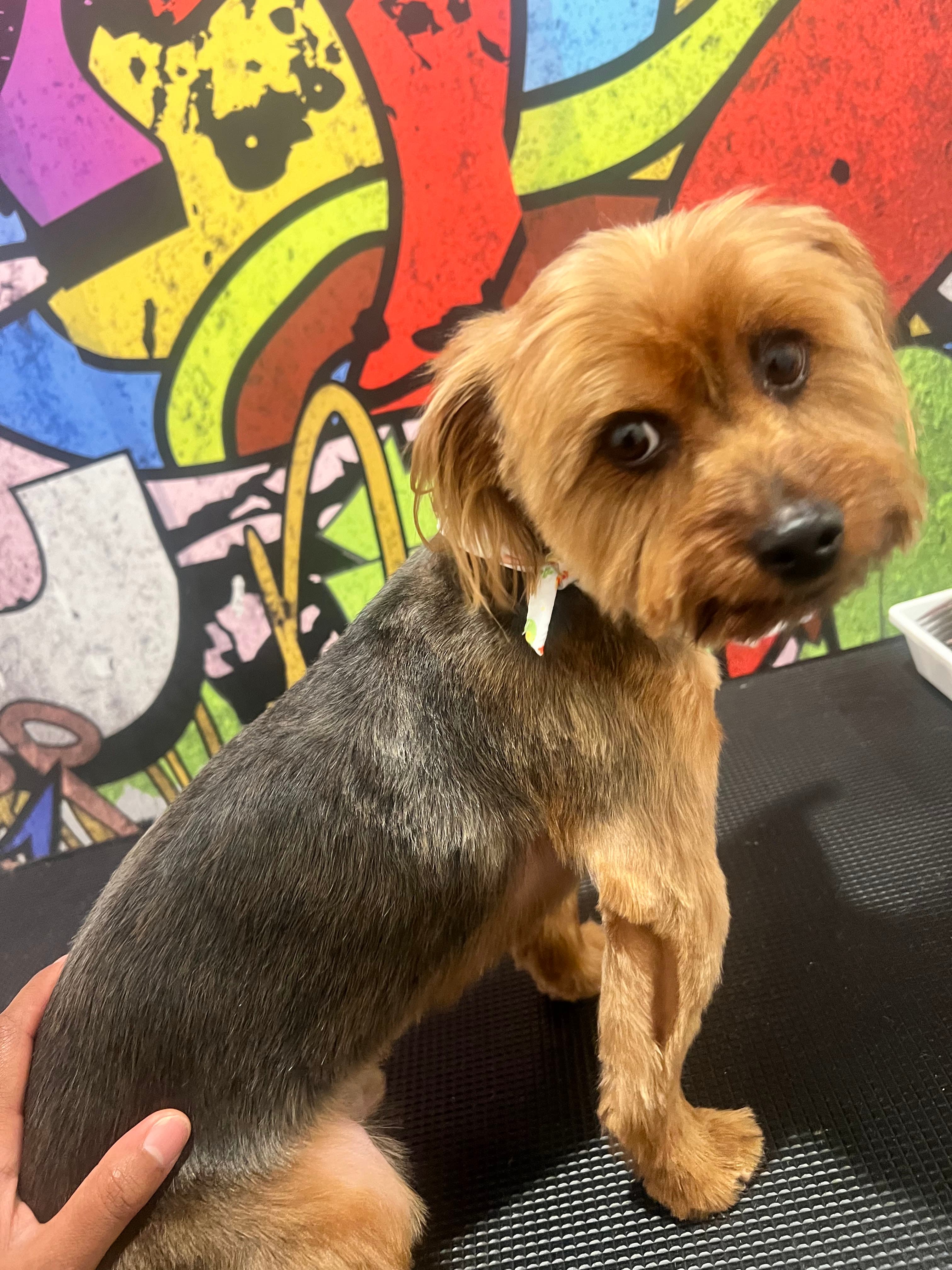 Sunny Pawz Grooming - Pet groomer in Atlanta, GA