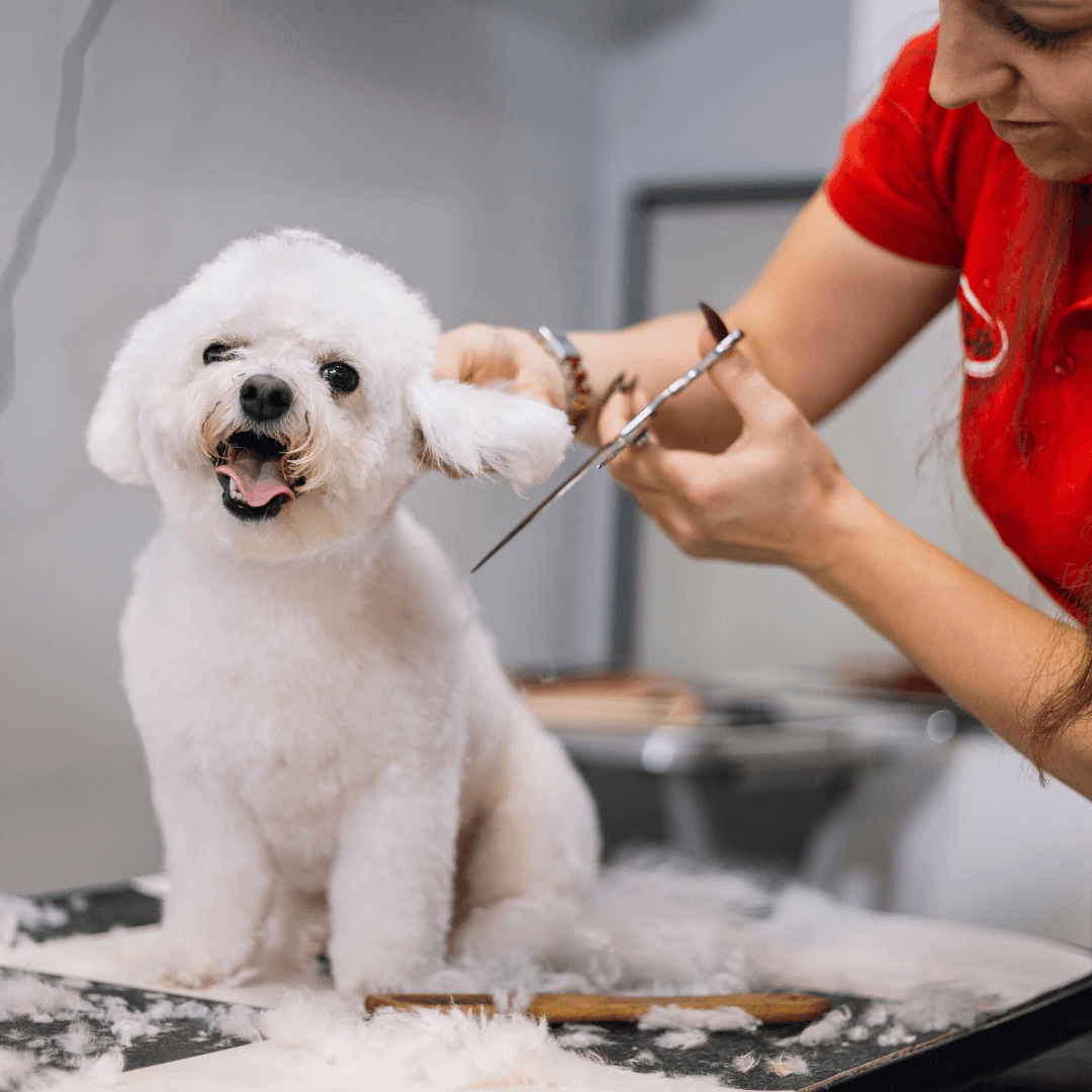 Cookies N Clean - Pet groomer in Phoenix, AZ