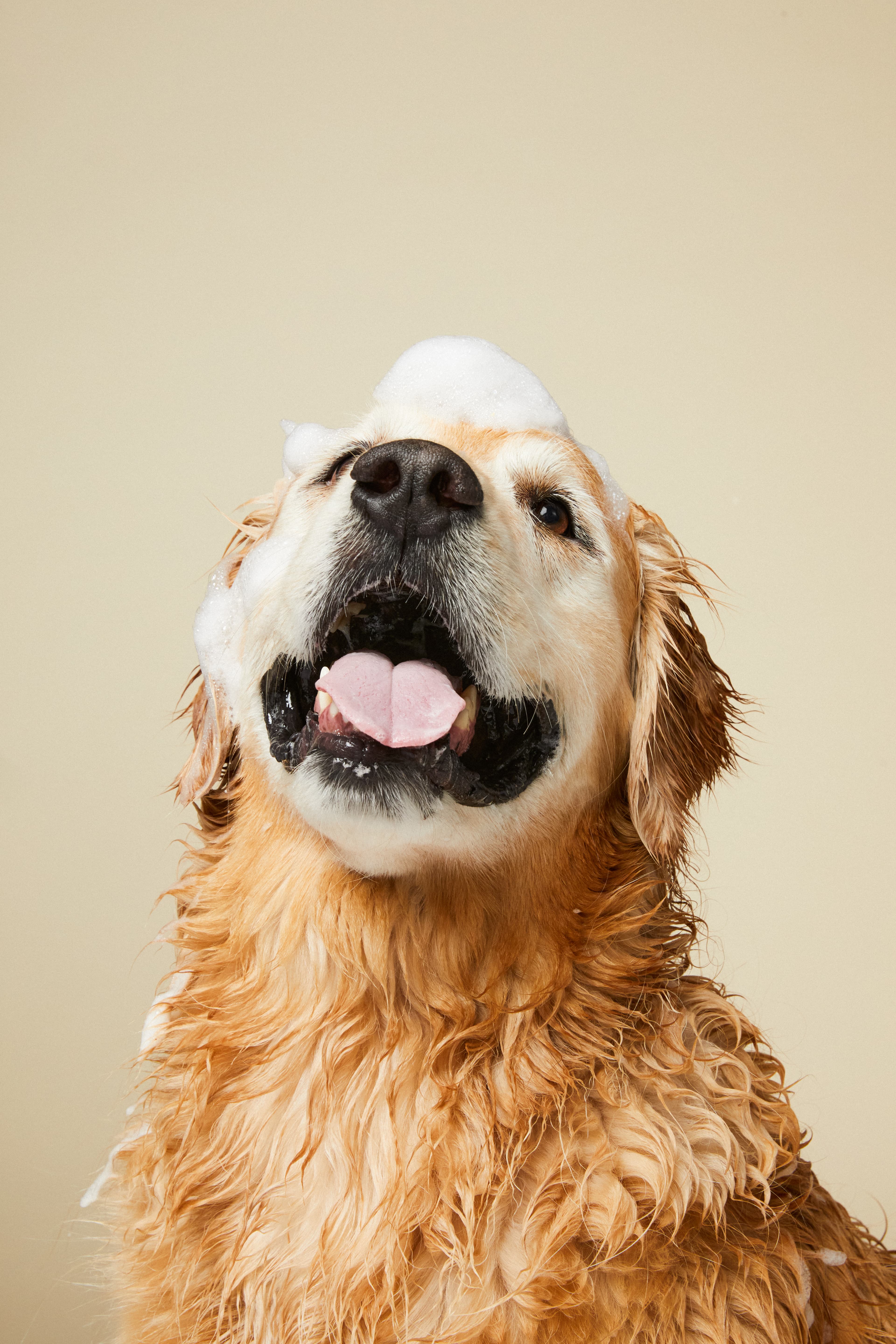 Bowie Barker West Hollywood - Pet groomer in Los Angeles, CA