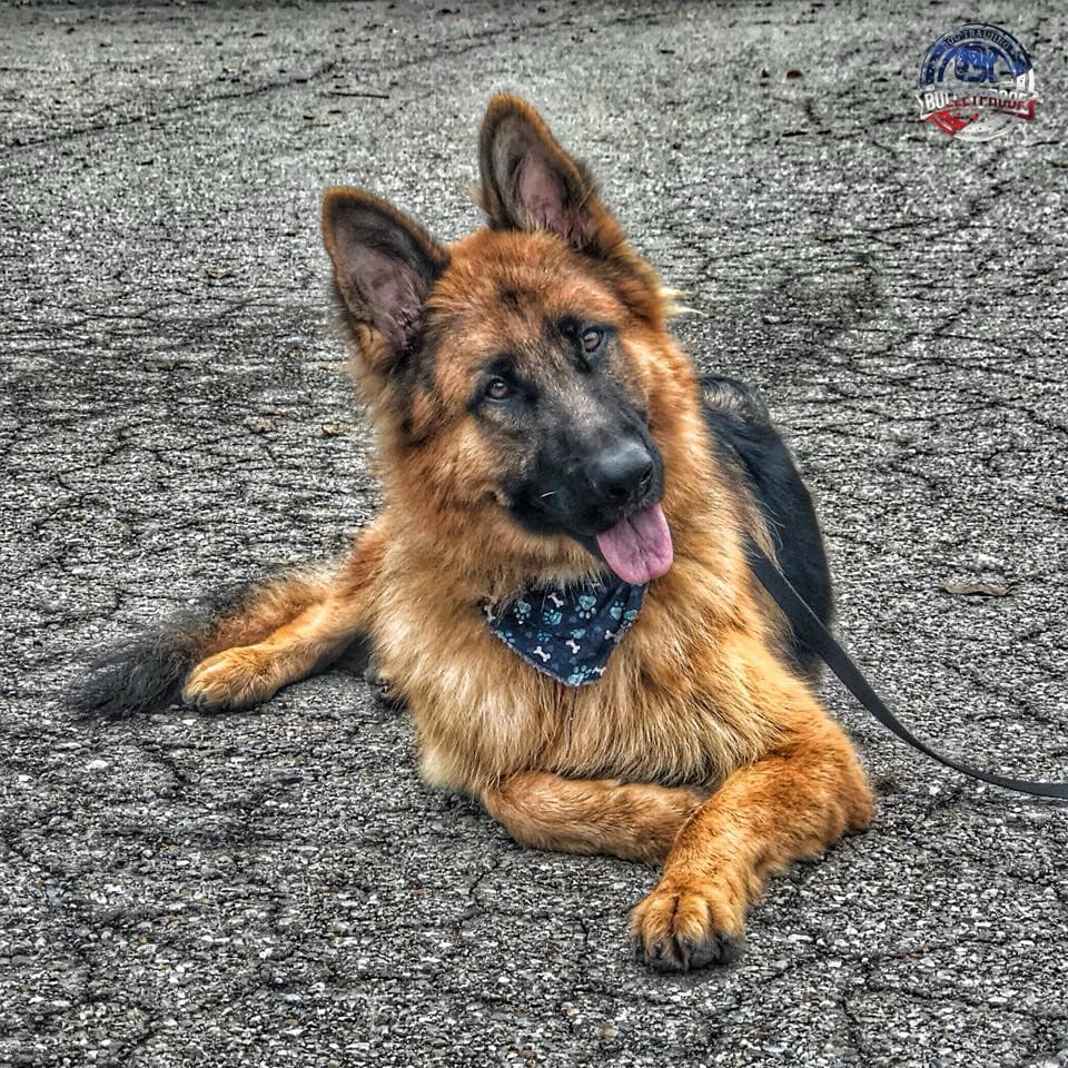Chelsea's Bed & Biscuit - Pet groomer in Cincinnati, OH