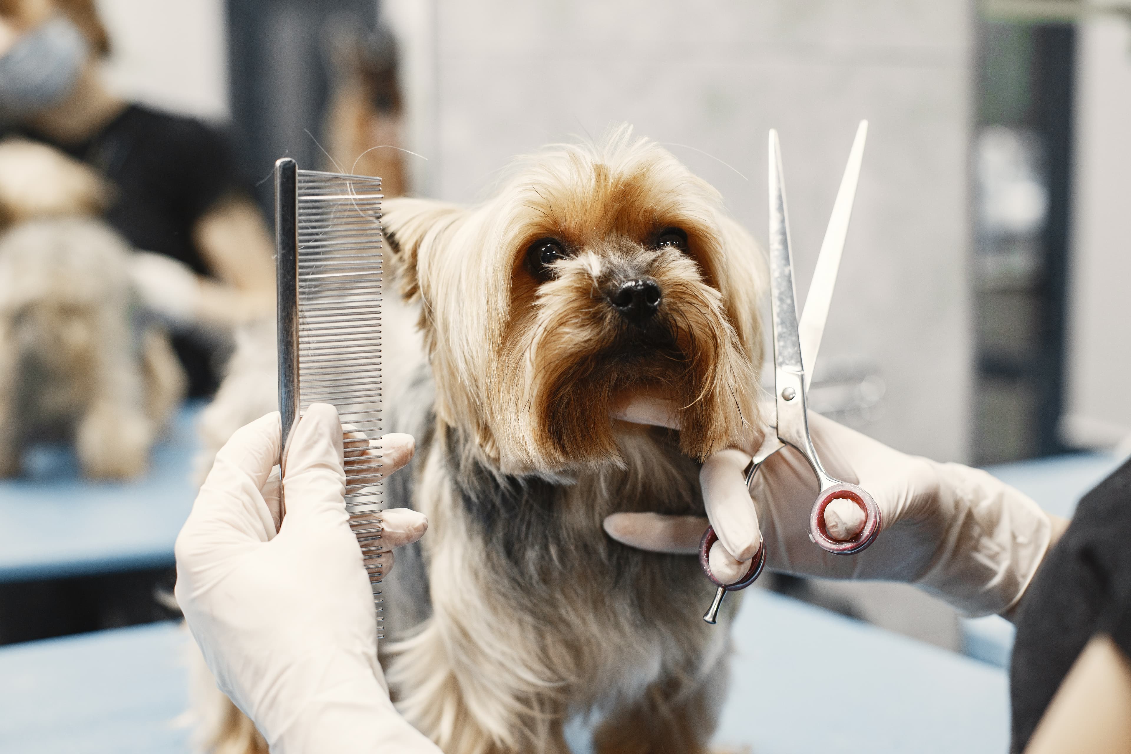 Pooch Parlour | Dog Grooming Salon | Pet Grooming in Auburndale - Pet groomer in Auburndale, MA