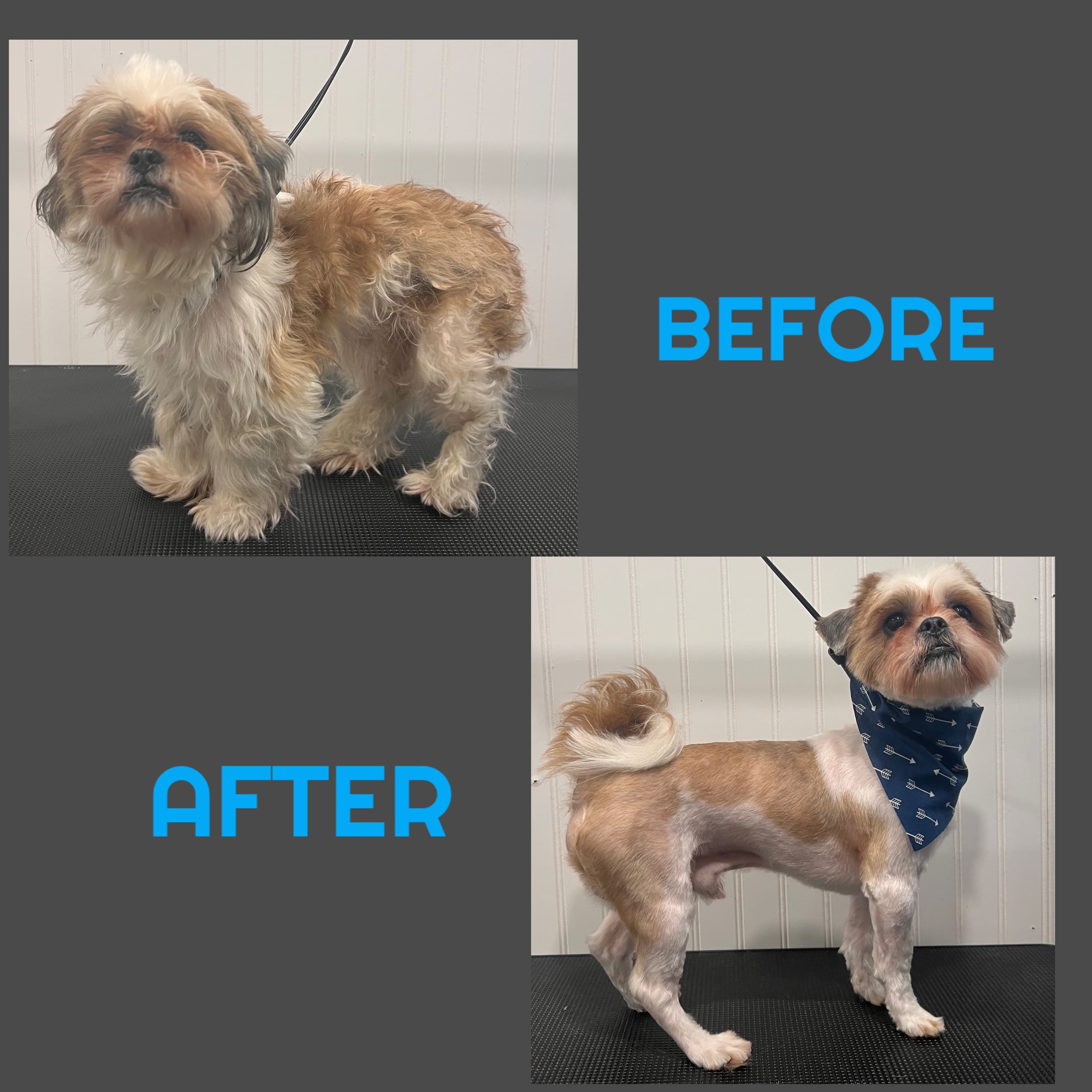 Julieâs Pet Spa - Pet groomer in Houston, TX