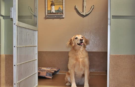 Second Home Pet Resort - Pet groomer in Phoenix, AZ