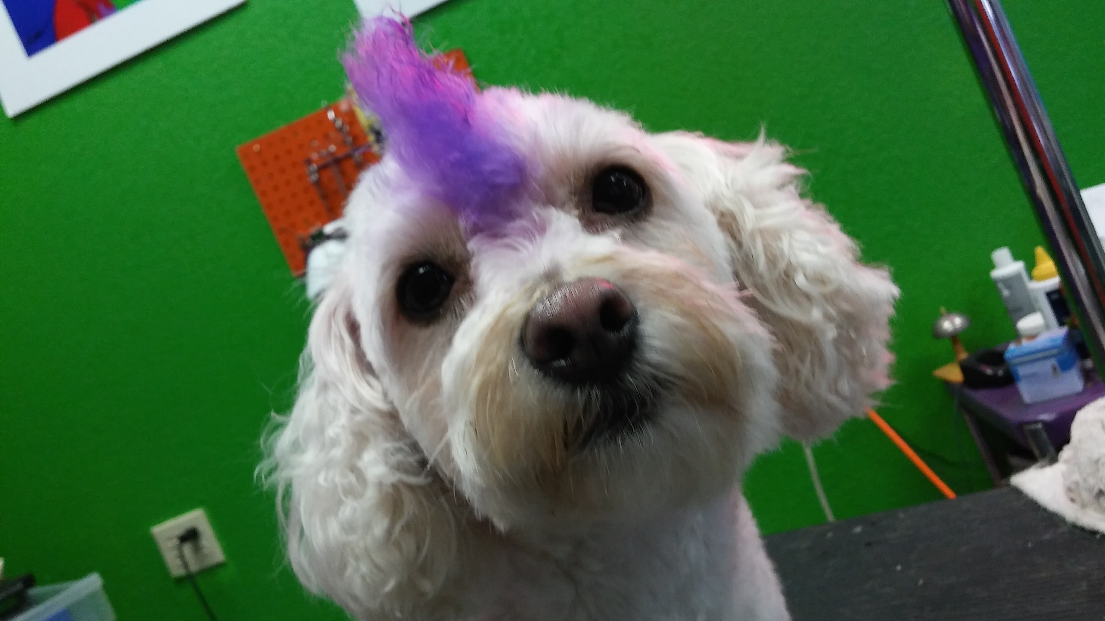 Doggie Style Grooming Salon - Pet groomer in North Highlands, CA