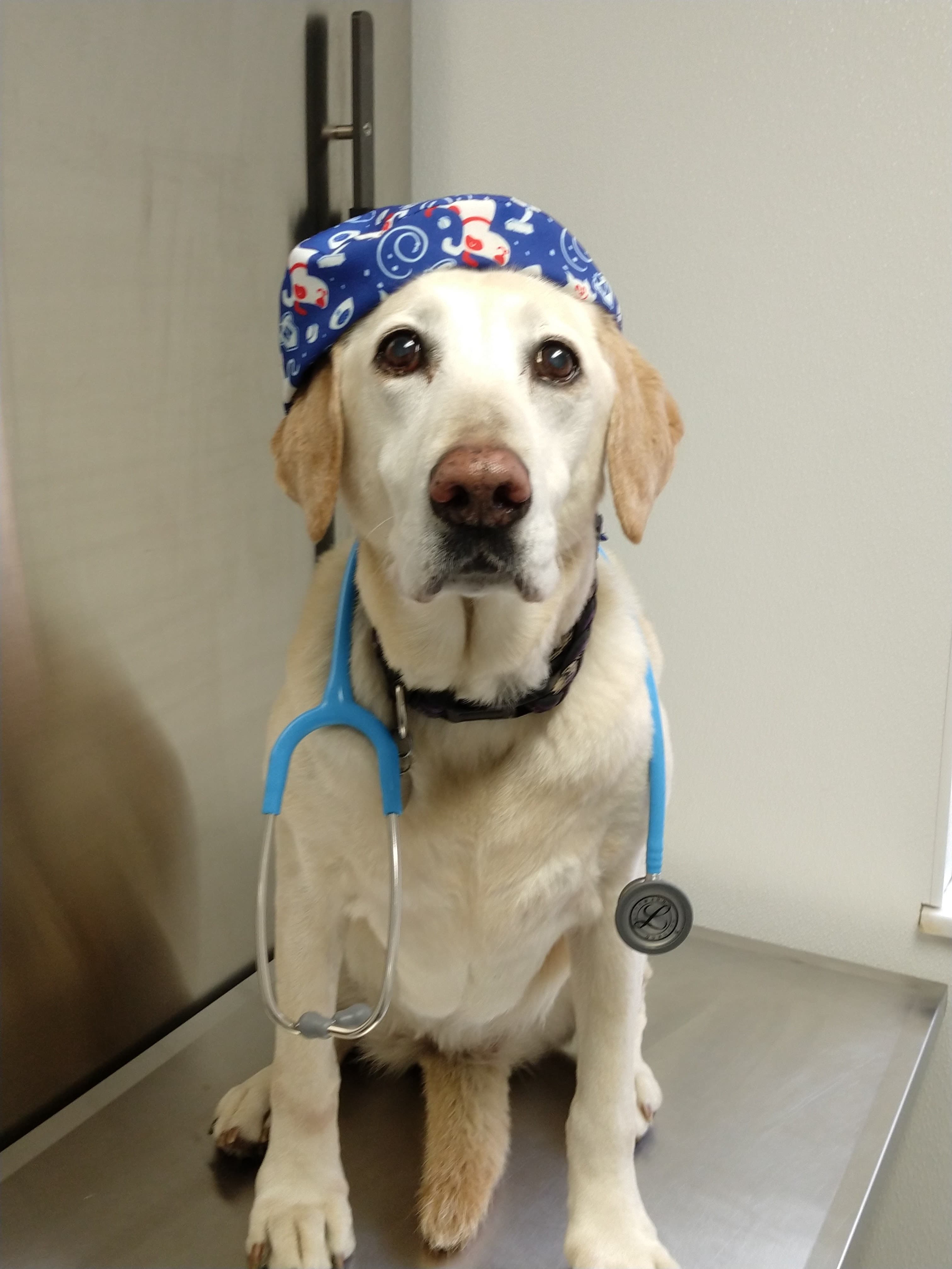 Yorkshire Animal Hospital - Pet groomer in Webster Groves, MO