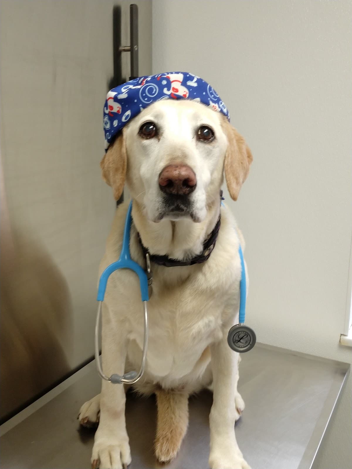 Yorkshire Animal Hospital - Pet groomer in Webster Groves, MO