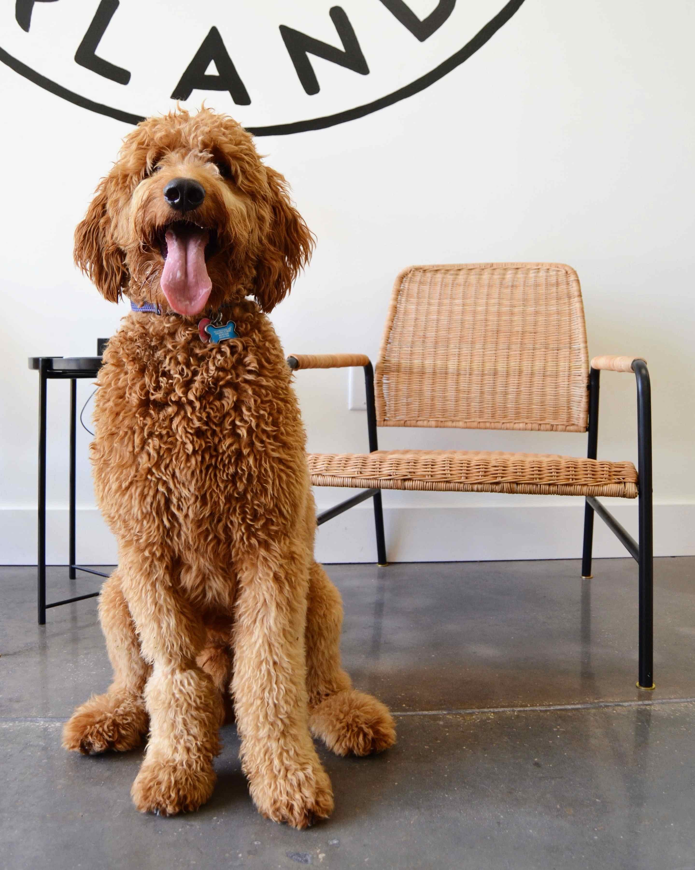Bark Orlando - Pet groomer in Orlando, FL