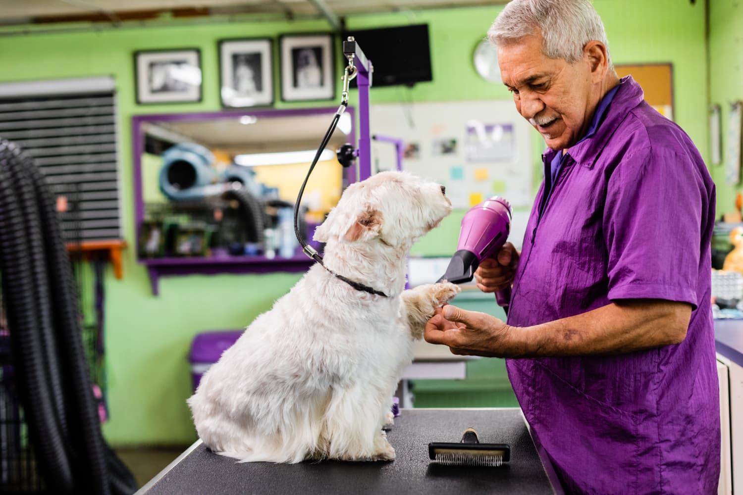 Central Bark Fort Lauderdale - Pet groomer in Oakland Park, FL