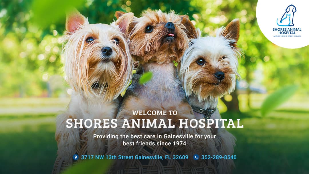 Shores Animal Hospital - Pet groomer in Gainesville, FL