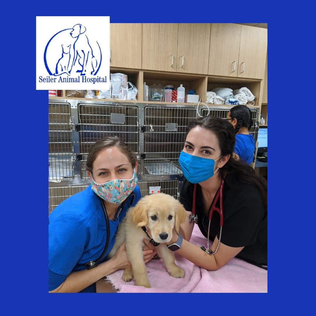 Seiler Animal Hospital - Pet groomer in Fort Lauderdale, FL