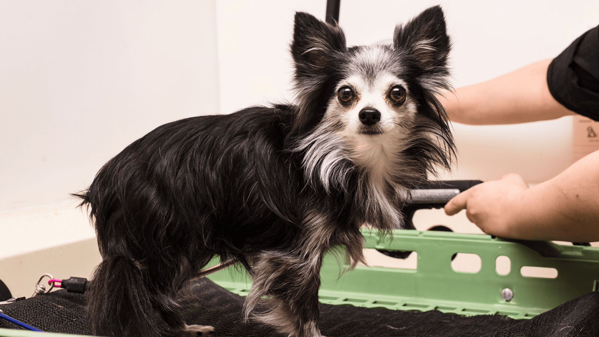 Barking Beauties Spa - Pet groomer in San Antonio, TX