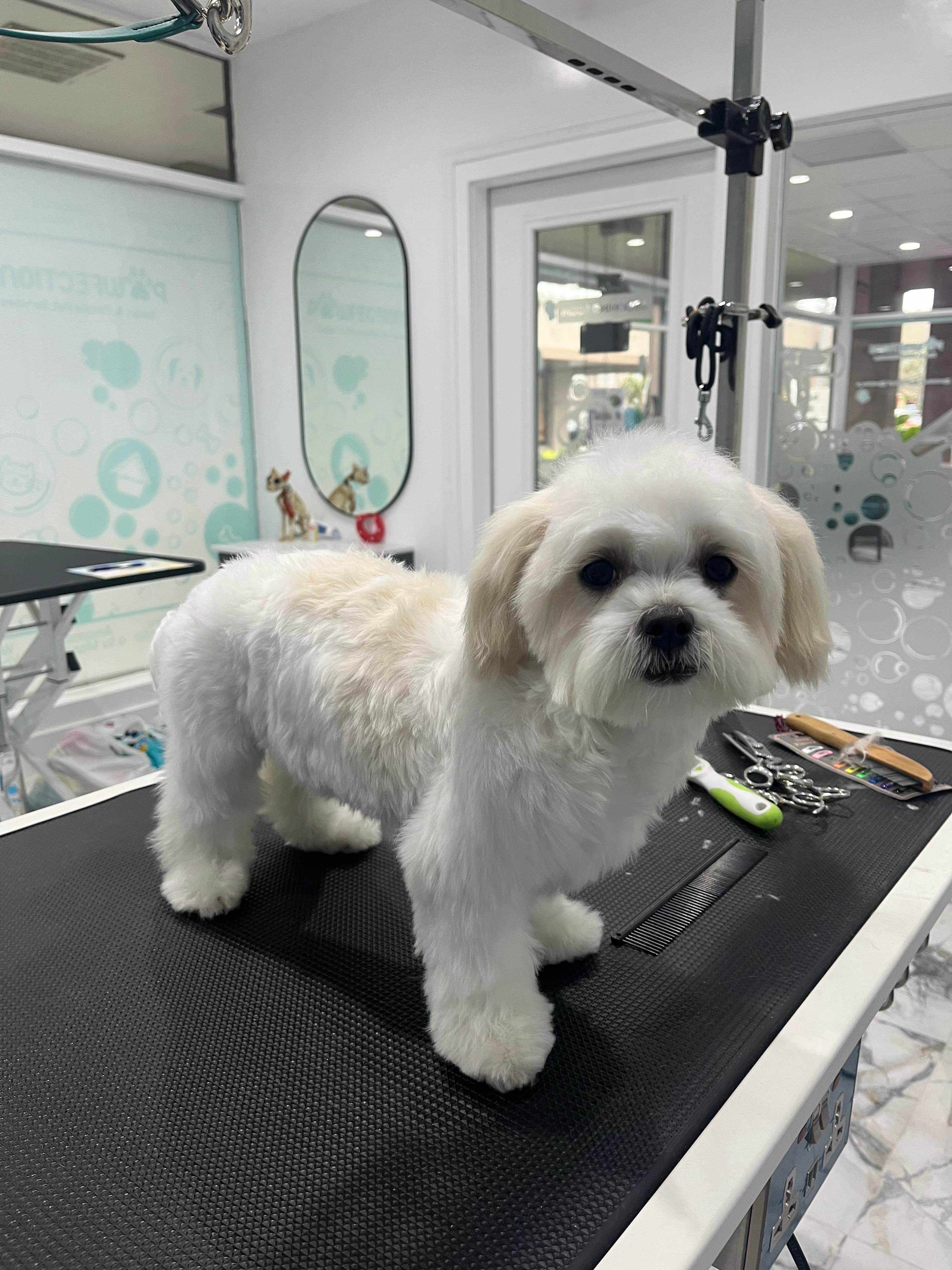 Pawfections Salon - Pet groomer in Fort Lauderdale, FL