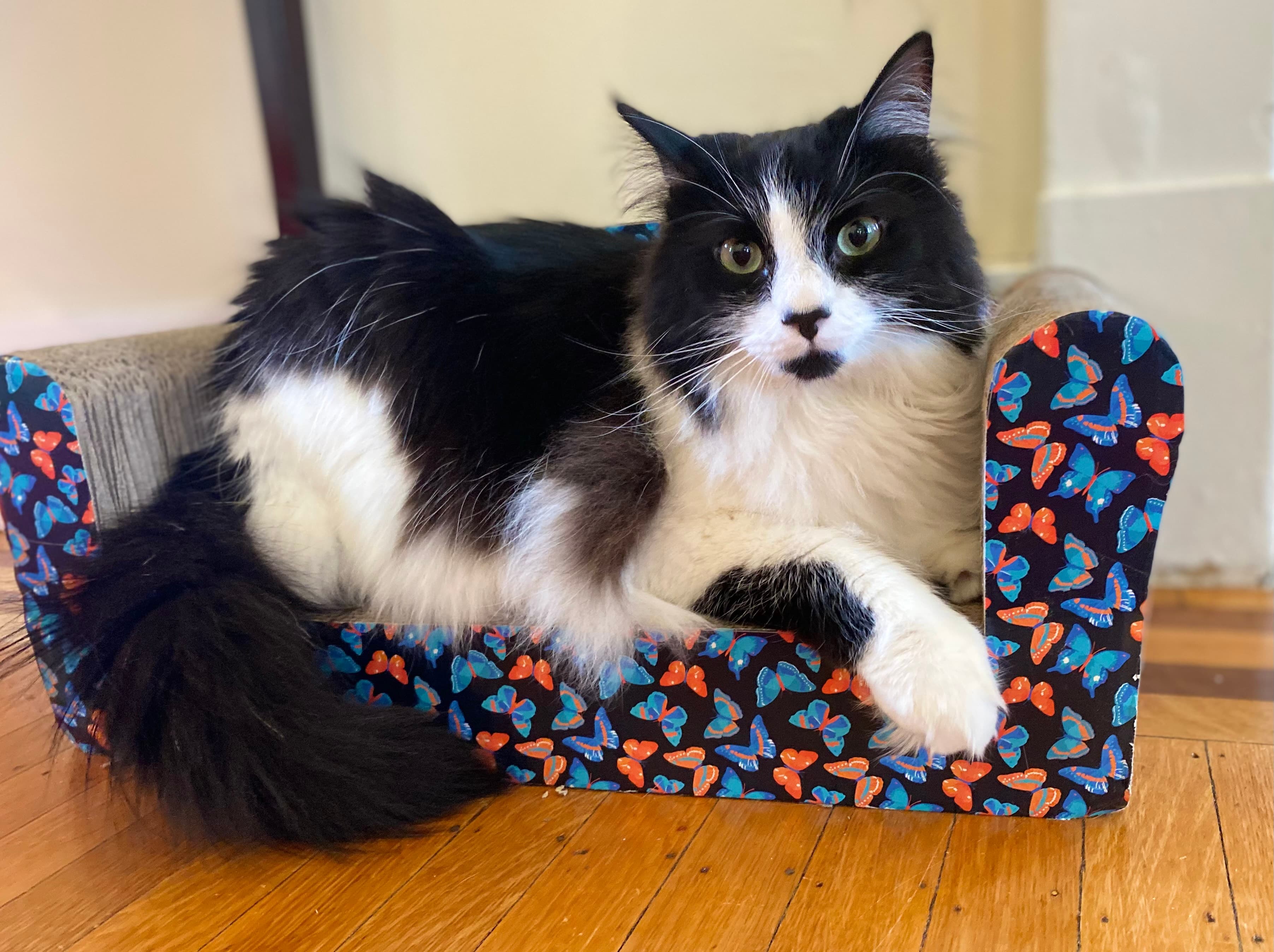 Purr-ky Petsitting - Pet groomer in Pittsburgh, PA