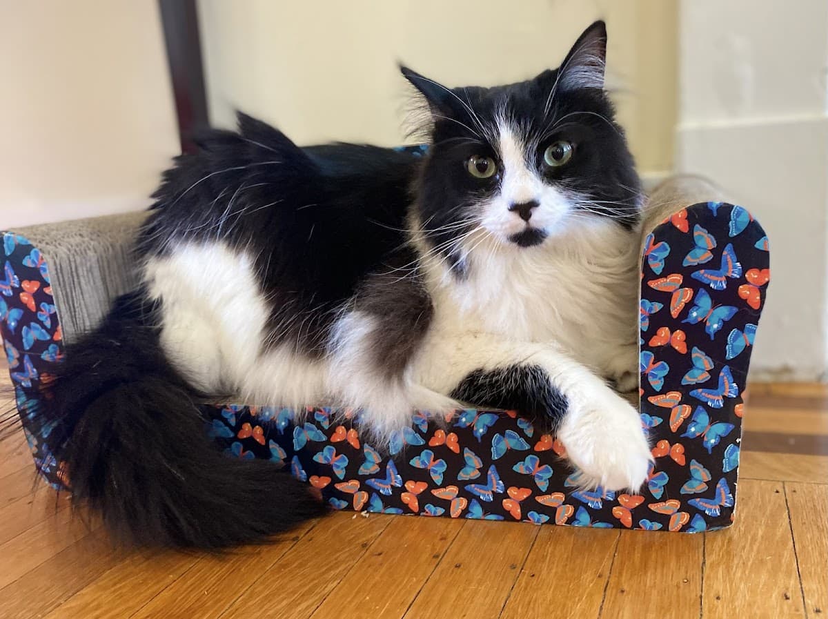 Purr-ky Petsitting - Pet groomer in Pittsburgh, PA