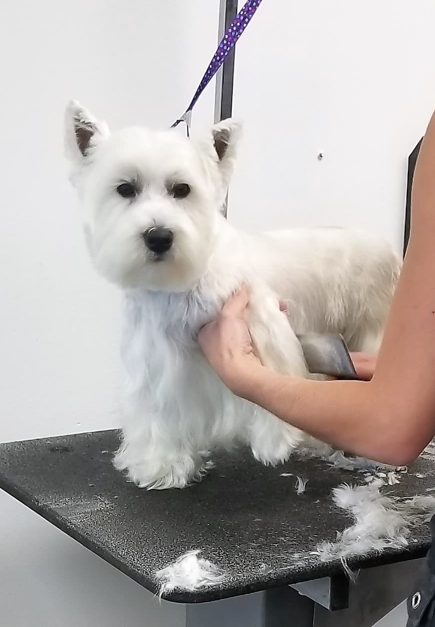 Lucky Dog Grooming - Pet groomer in Denver, CO