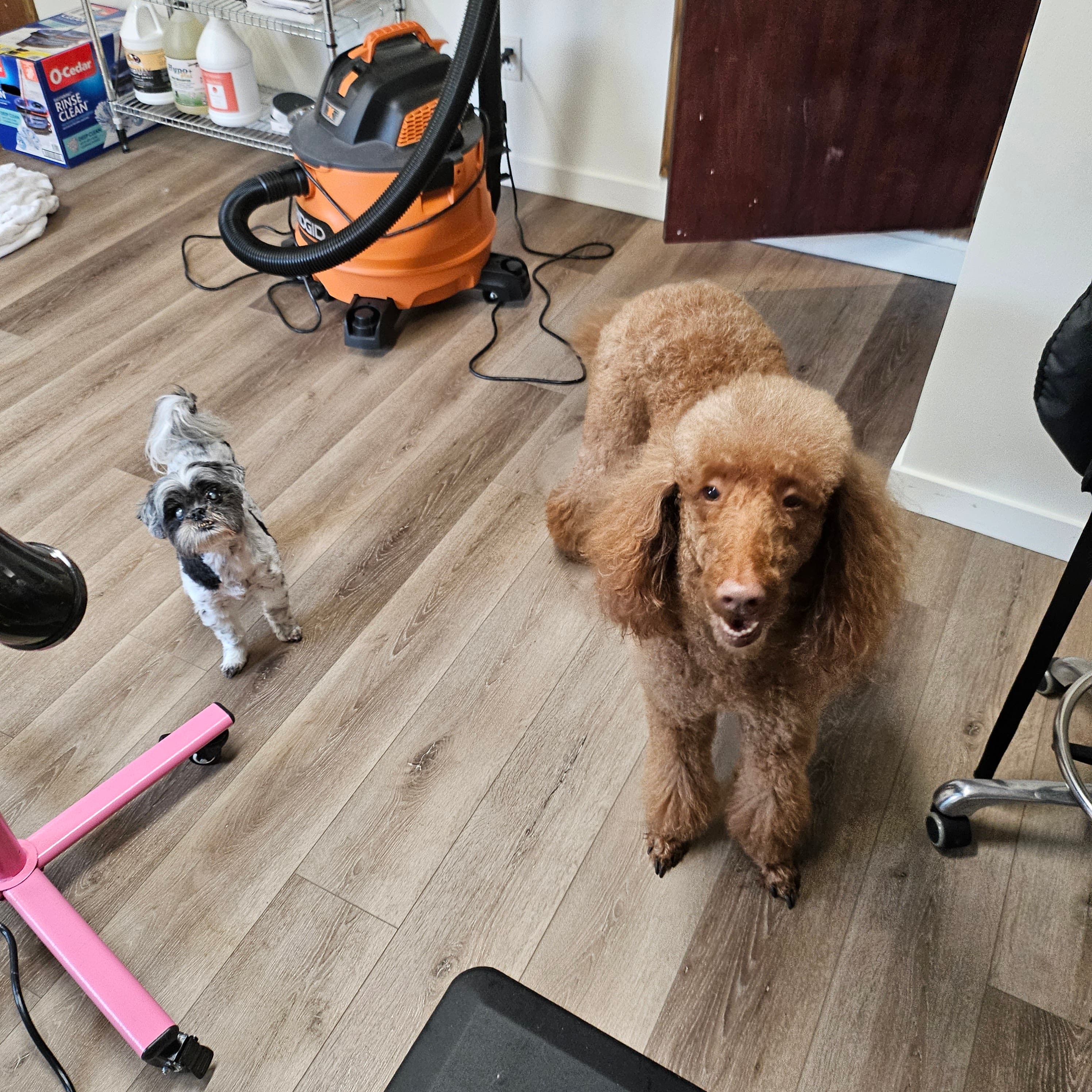 Surf Pups Award-Winning Grooms - Pet groomer in Seattle, WA