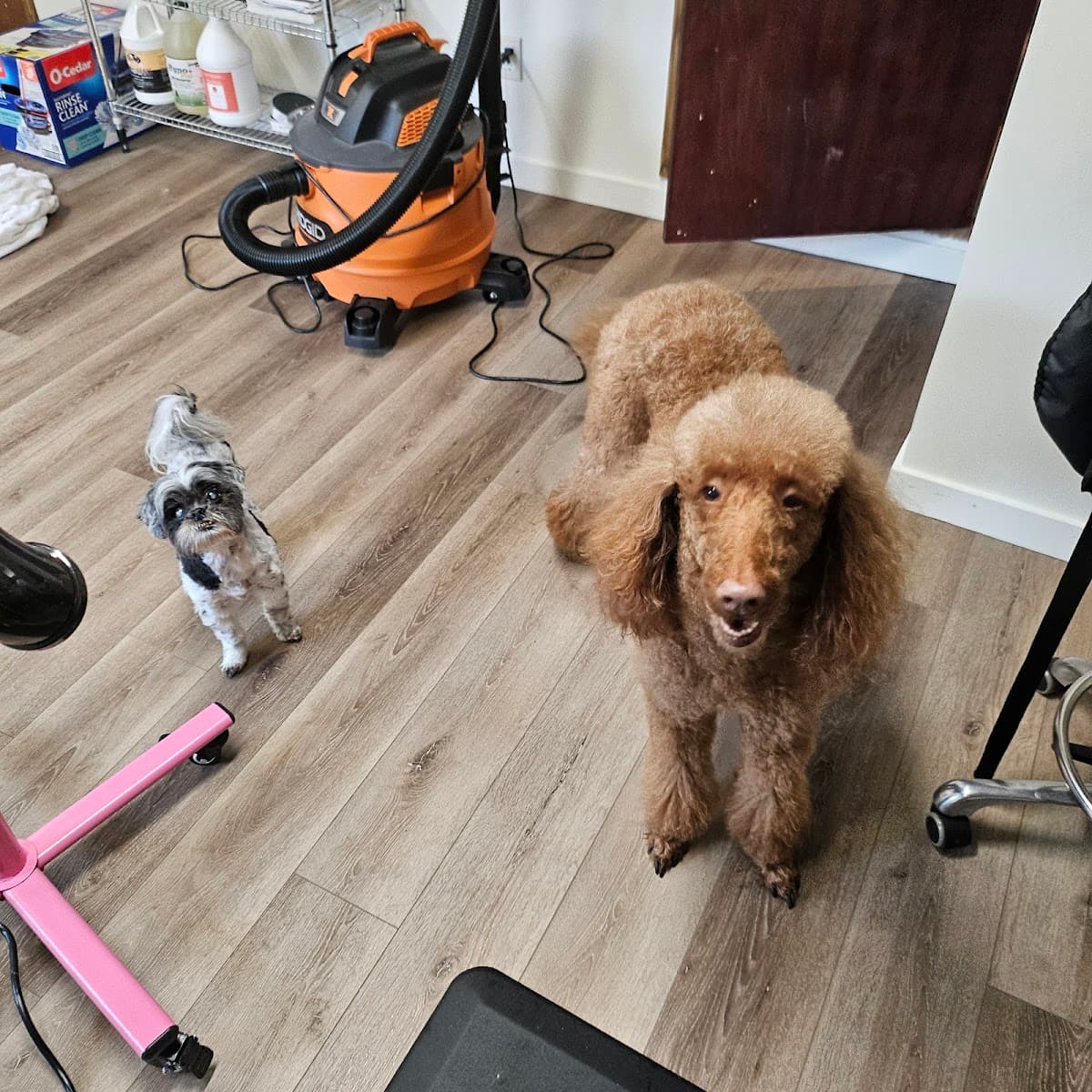 Surf Pups Award-Winning Grooms - Pet groomer in Seattle, WA