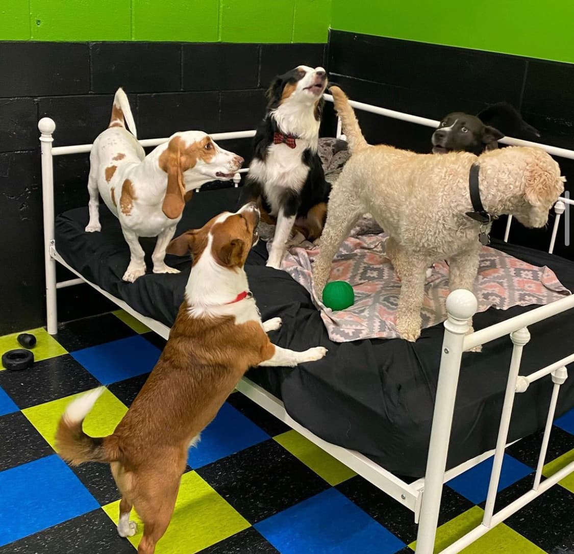 Dogtown Green Township - Pet groomer in Cincinnati, OH