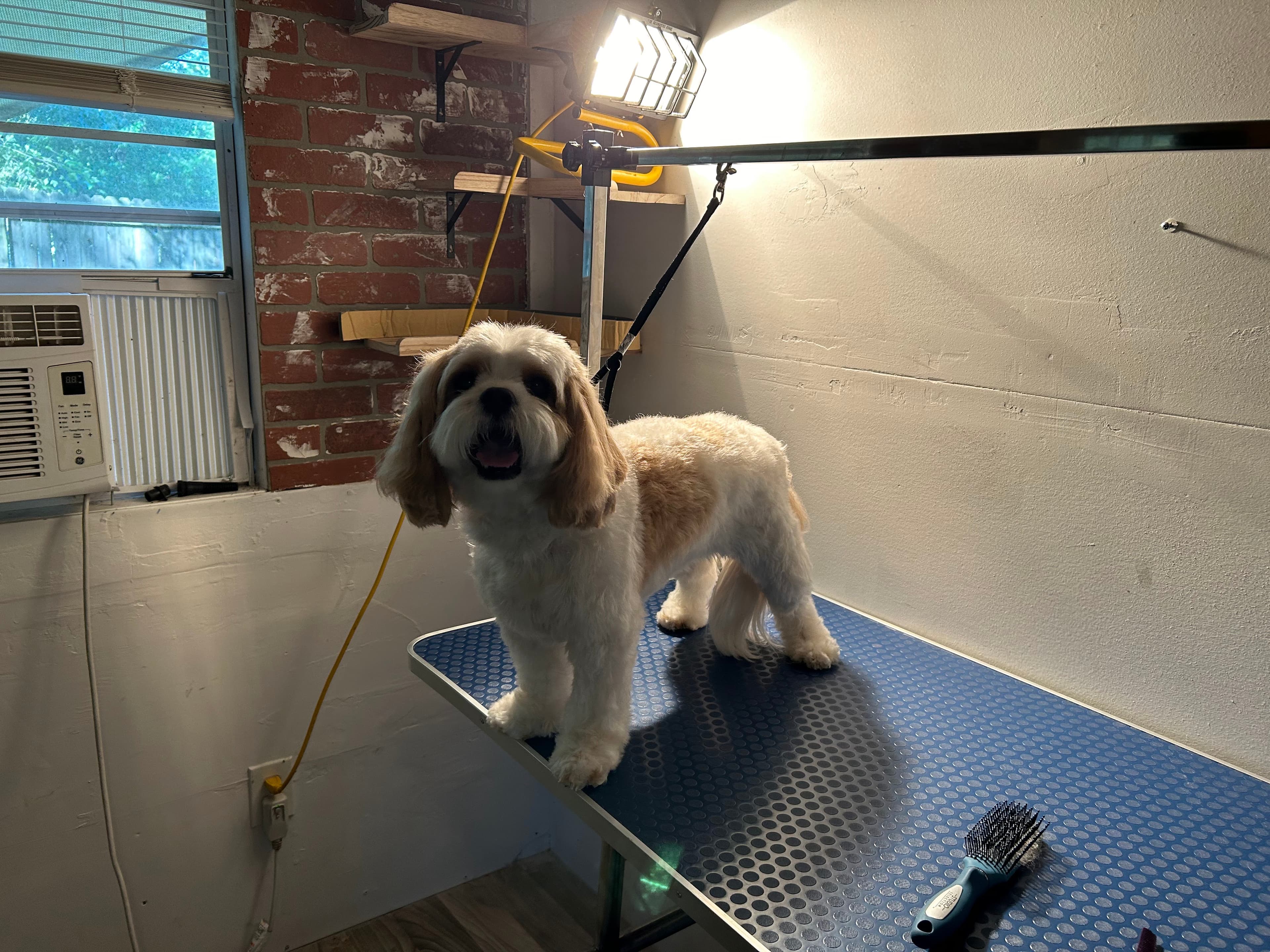 Best Grooming LLC - Pet groomer in Cleveland, TN