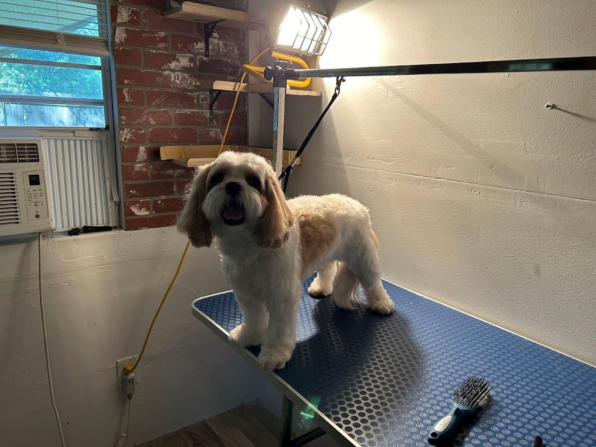Best Grooming LLC - Pet groomer in Cleveland, TN