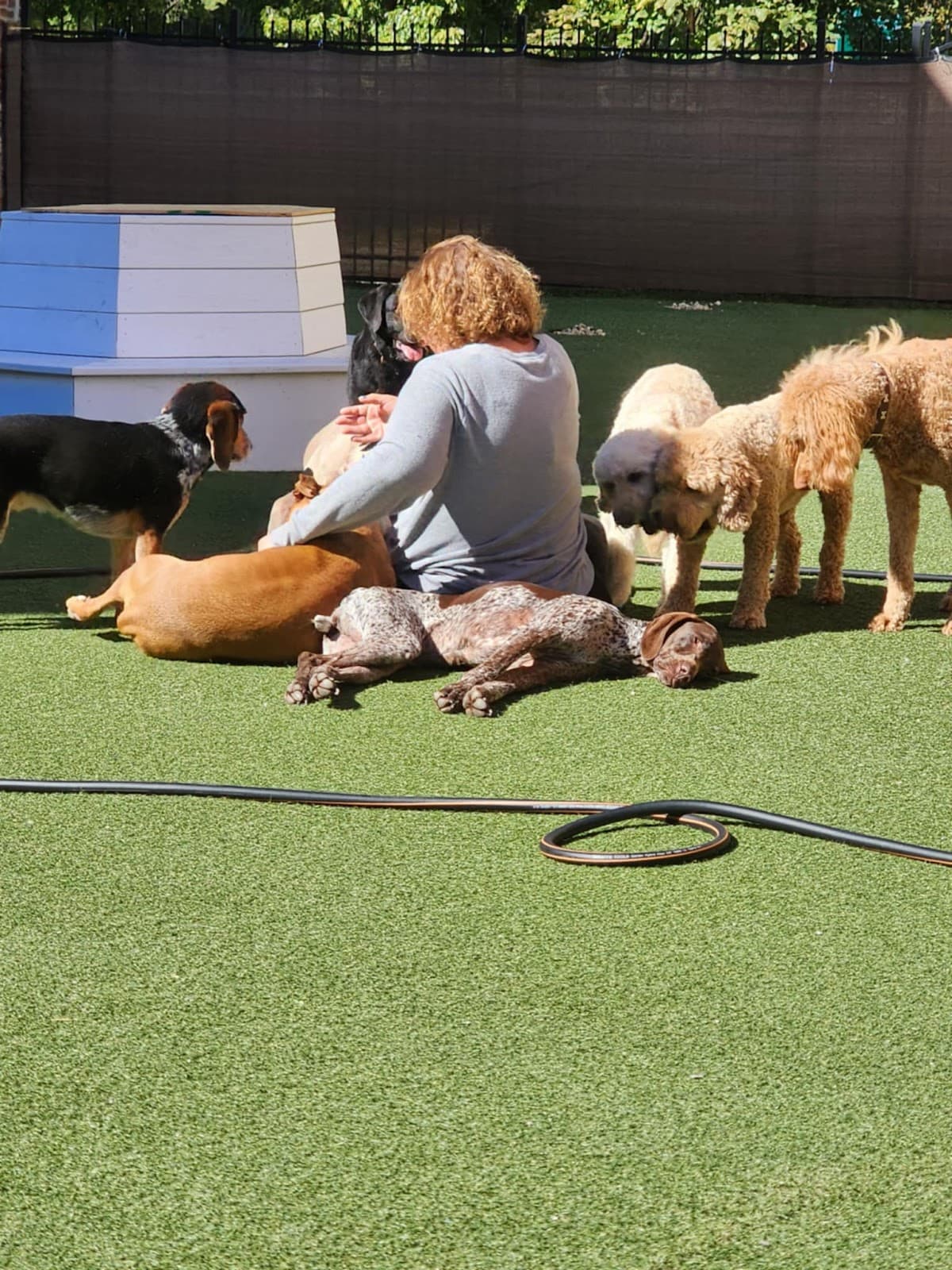 Fur Real K9's - Pet groomer in St. Louis, MO